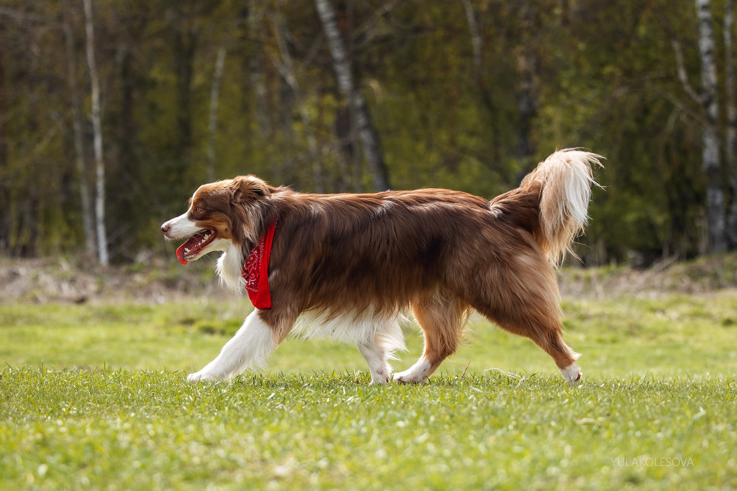 Аусси день 15.05.2024. YULA KOLESOVA | Фотограф — Анималист | Художник | Тюмень