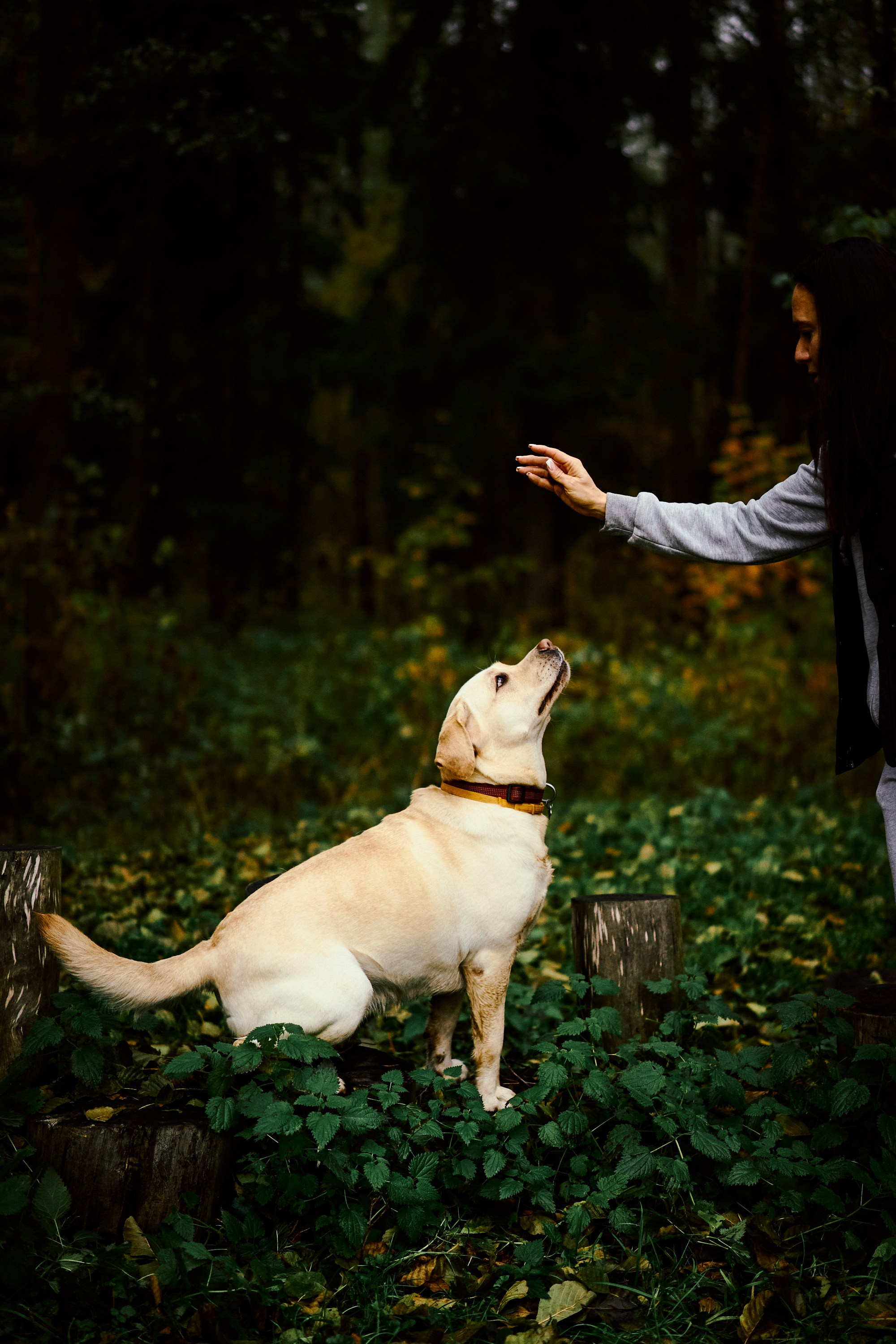 Bell and Black. Vutitsa