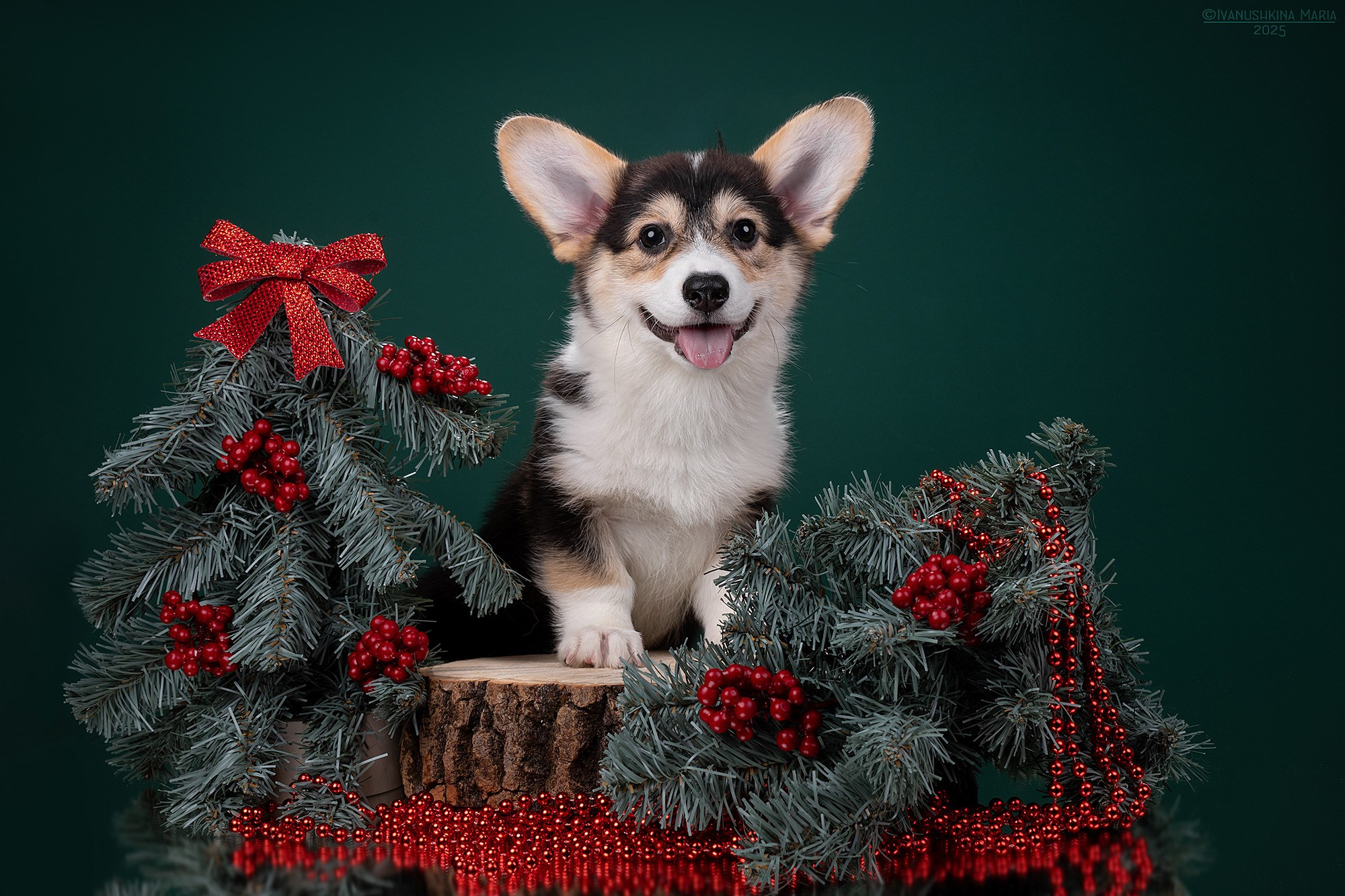 Фотосессия щенков на фонах. Фотограф собак в Москве и Московской области Иванушкина Мария