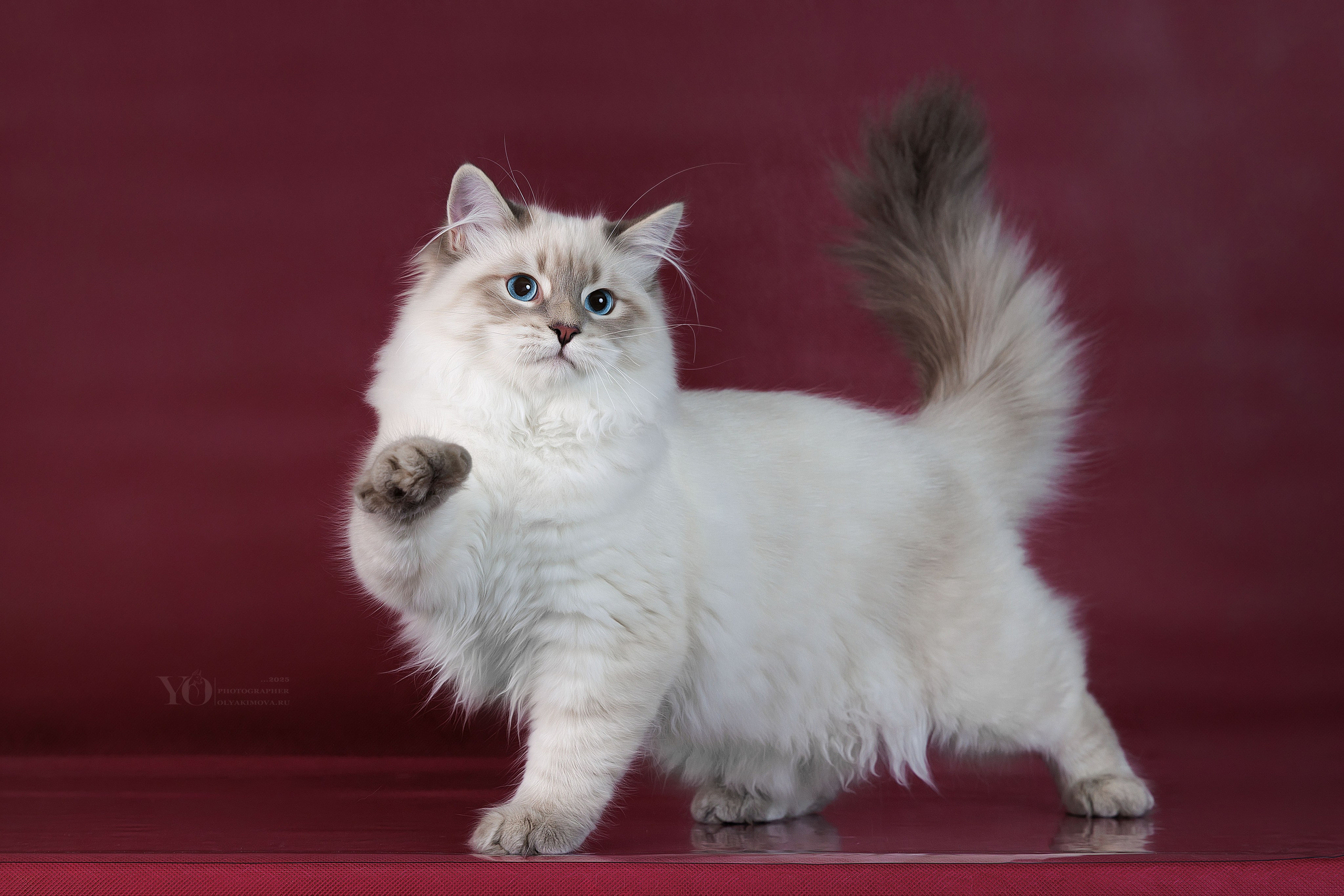 Кошки. Фотограф