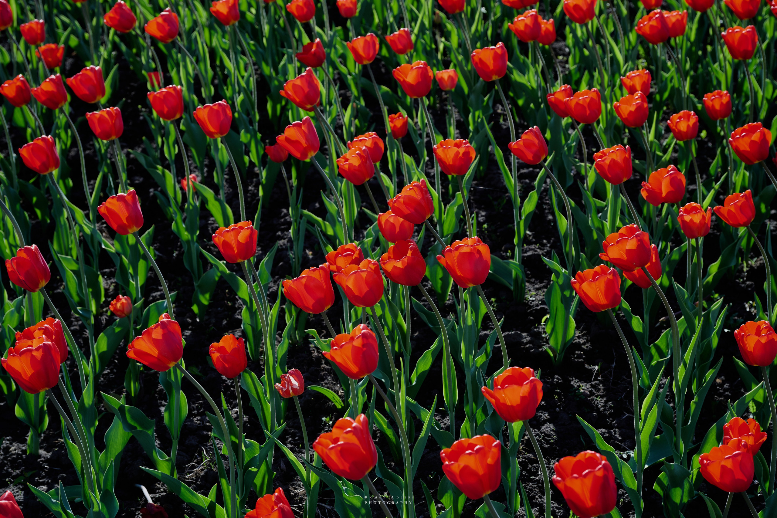 Орел. Апрель 2024. Фотограф Роман Адлер