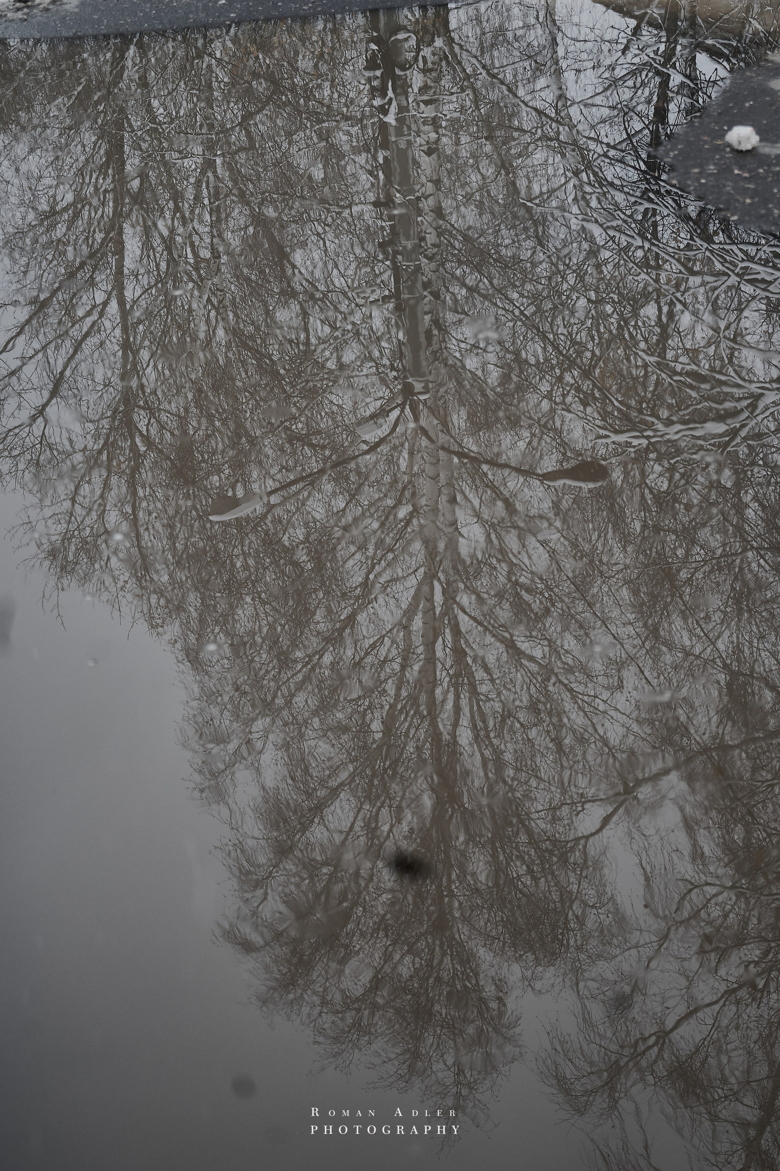 Первый снег. Ноябрь 2024. Фотограф Роман Адлер
