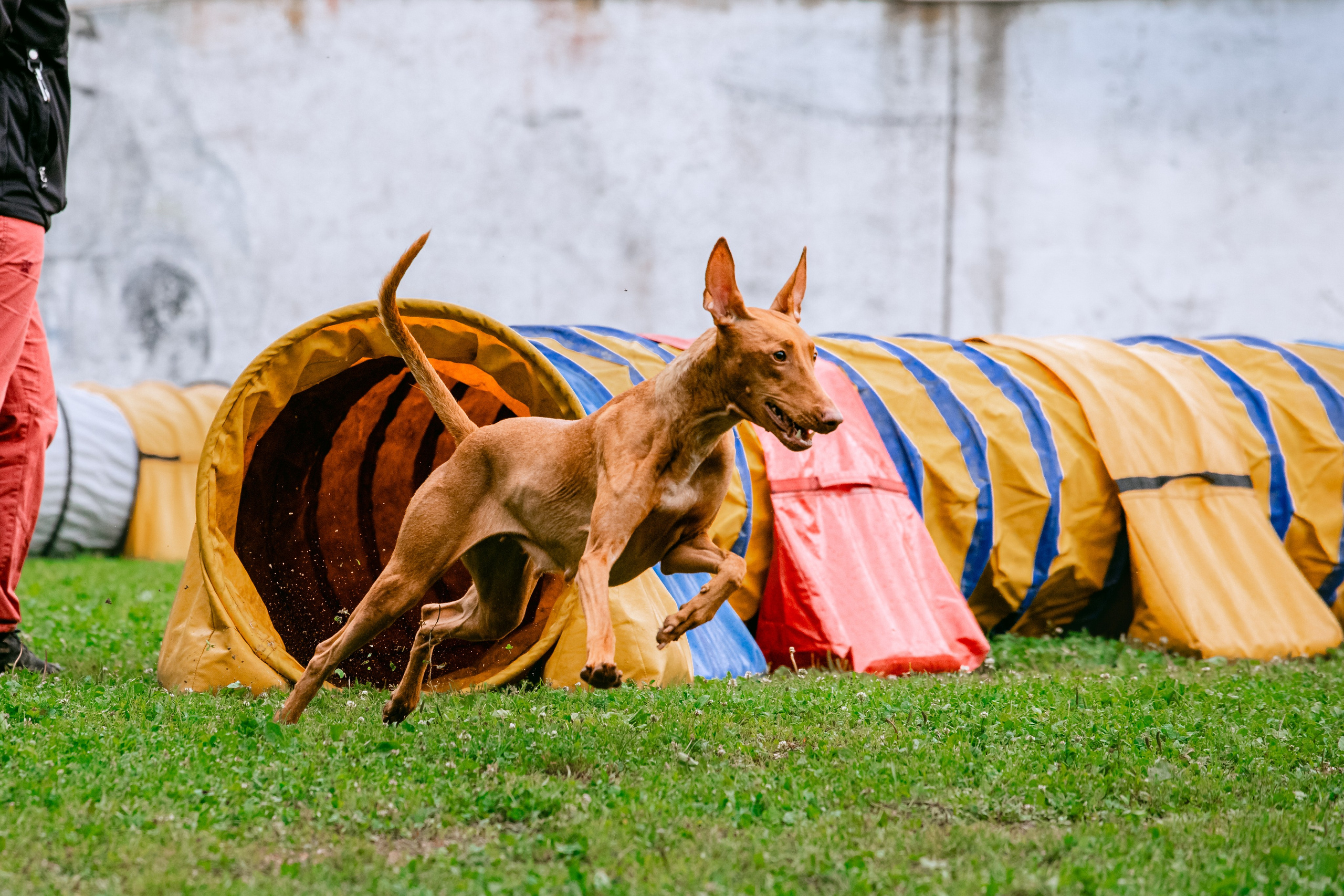 Соревнования по аджилити Долгопрудный 30.06.2025. Фотограф-анималист Татьяна Степанова