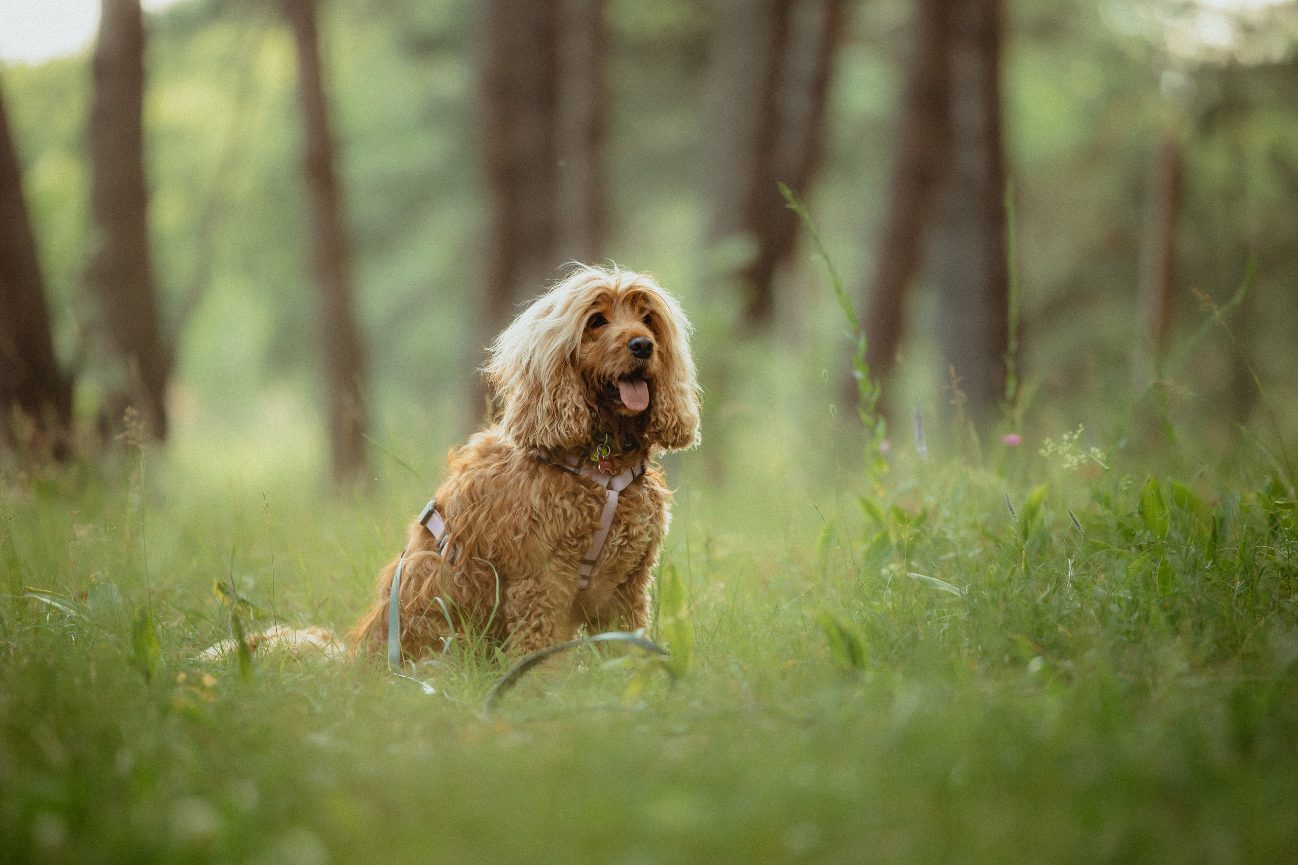 Выездной дог-тренинг от школы «Шерсть имею»
