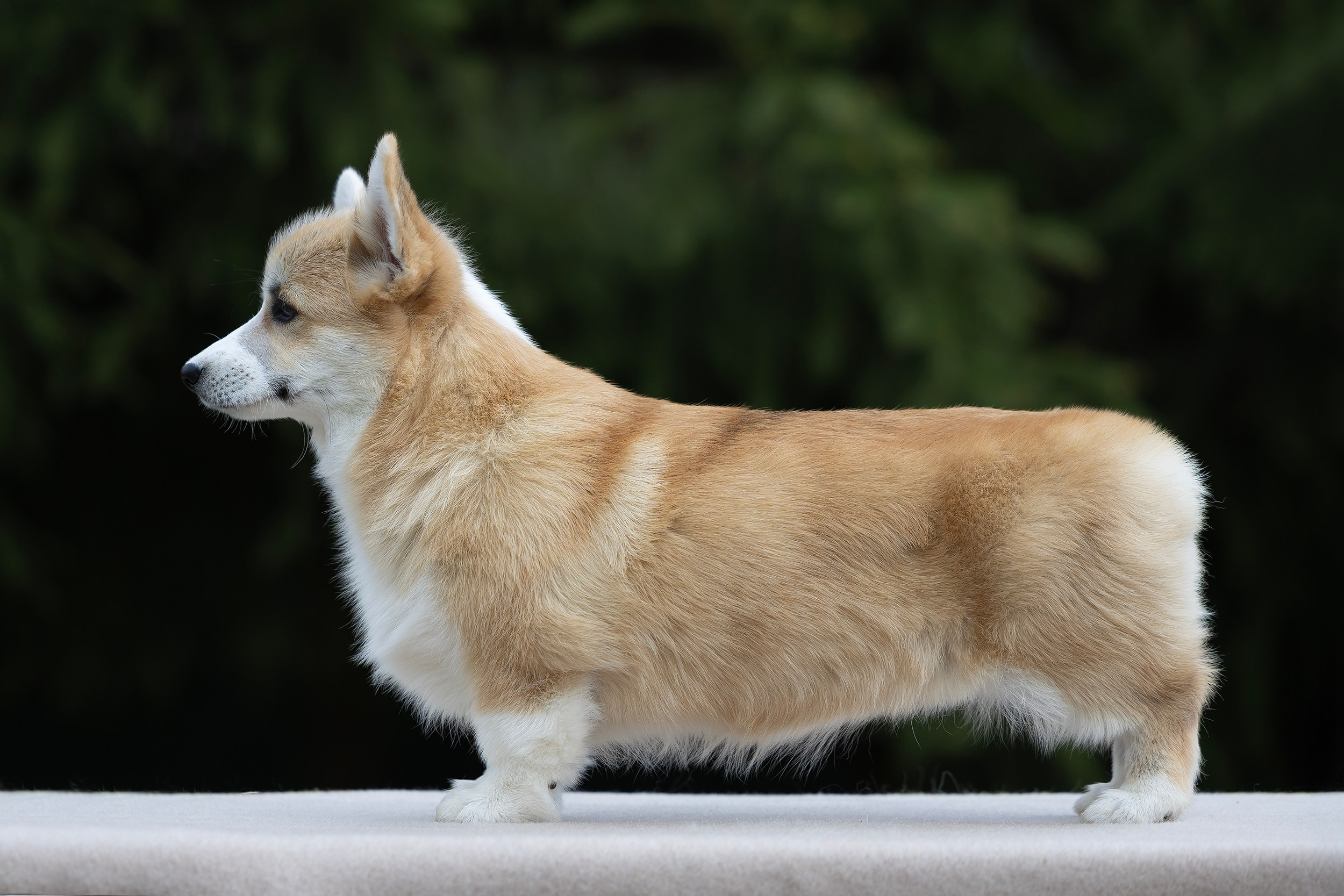 Питомник Mistycor. Мои работы