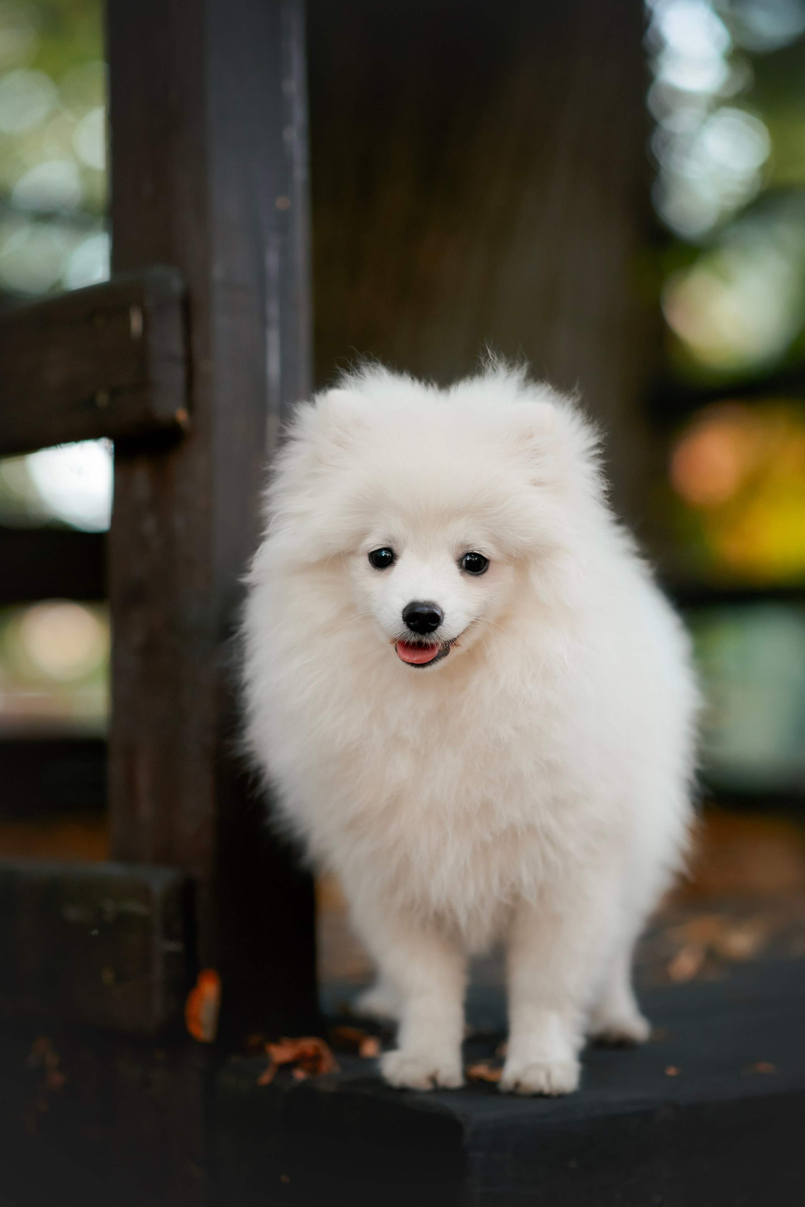 Малый немецкий шпиц — 18.09.2025. Фотограф — Анималист | Анна Абрамова