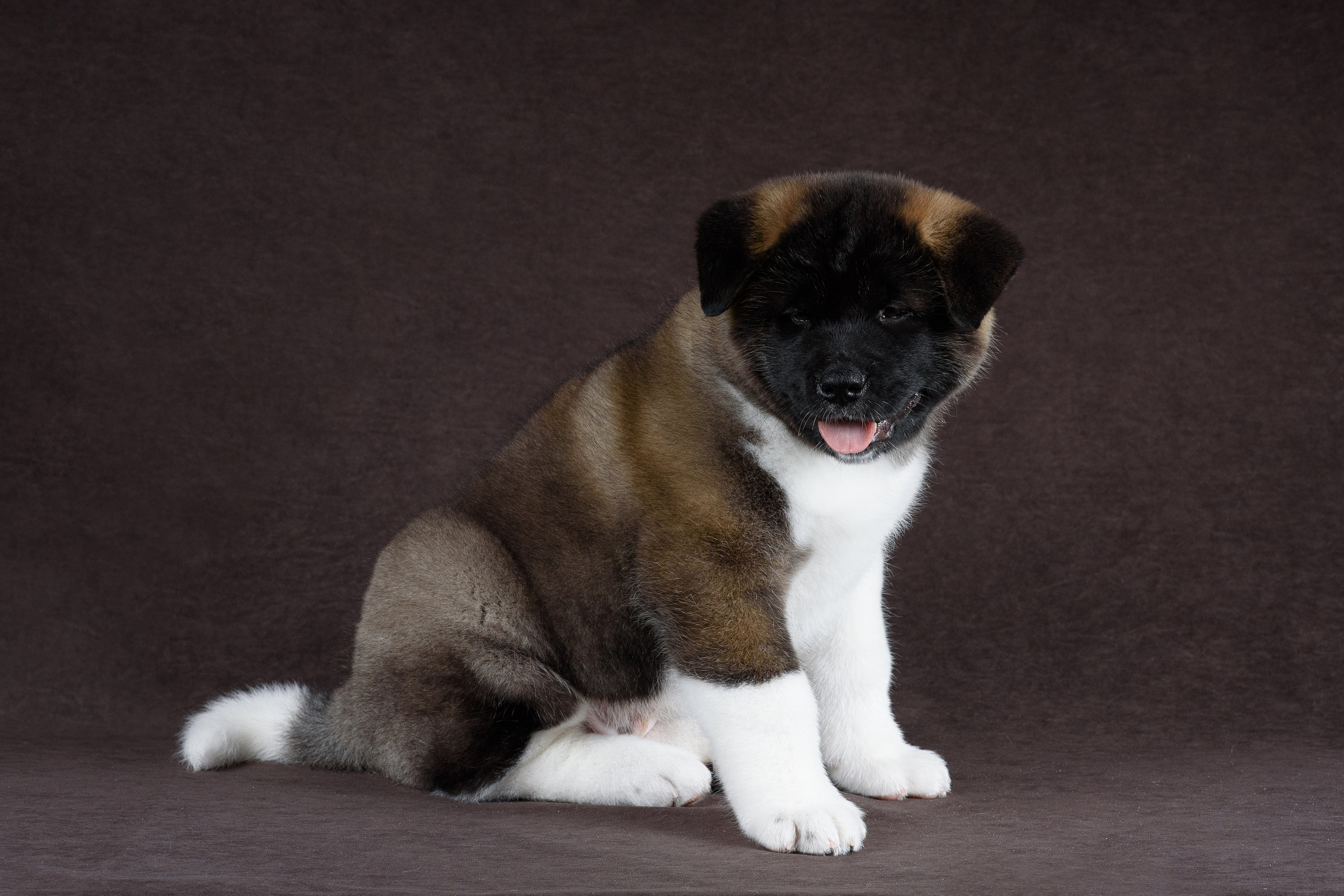 Щенки Американской Акиты (GRAND AMAK) Цезарь и Ника — 15.03.2024. Фотограф — Анималист | Анна Абрамова