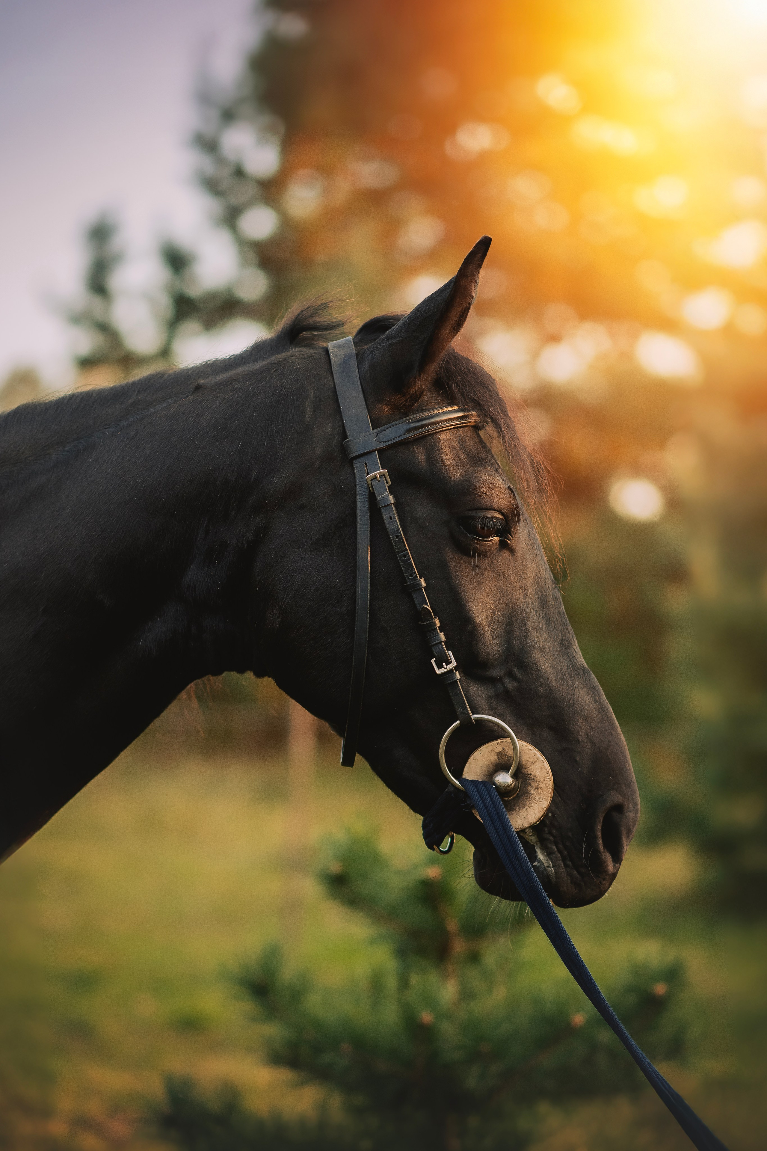 Дени — 23.09.2025. Фотограф — Анималист | Анна Абрамова