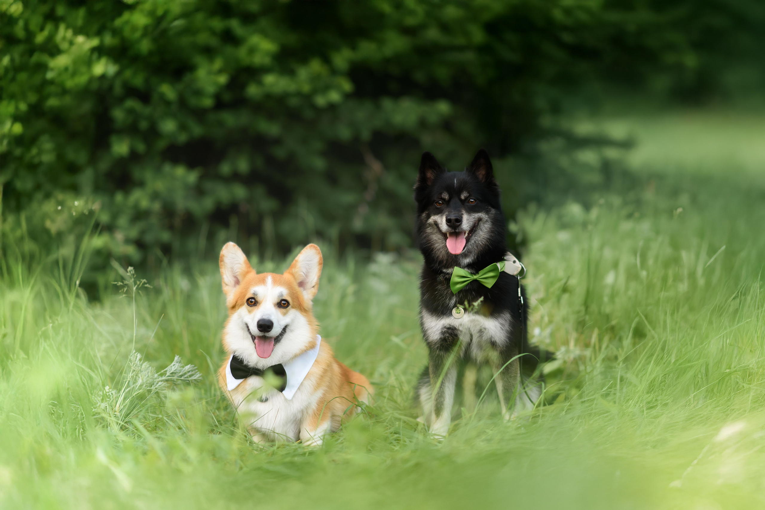 Максим, Надя, Шелби и Рой — 31.05.2025. Фотограф — Анималист | Анна Абрамова