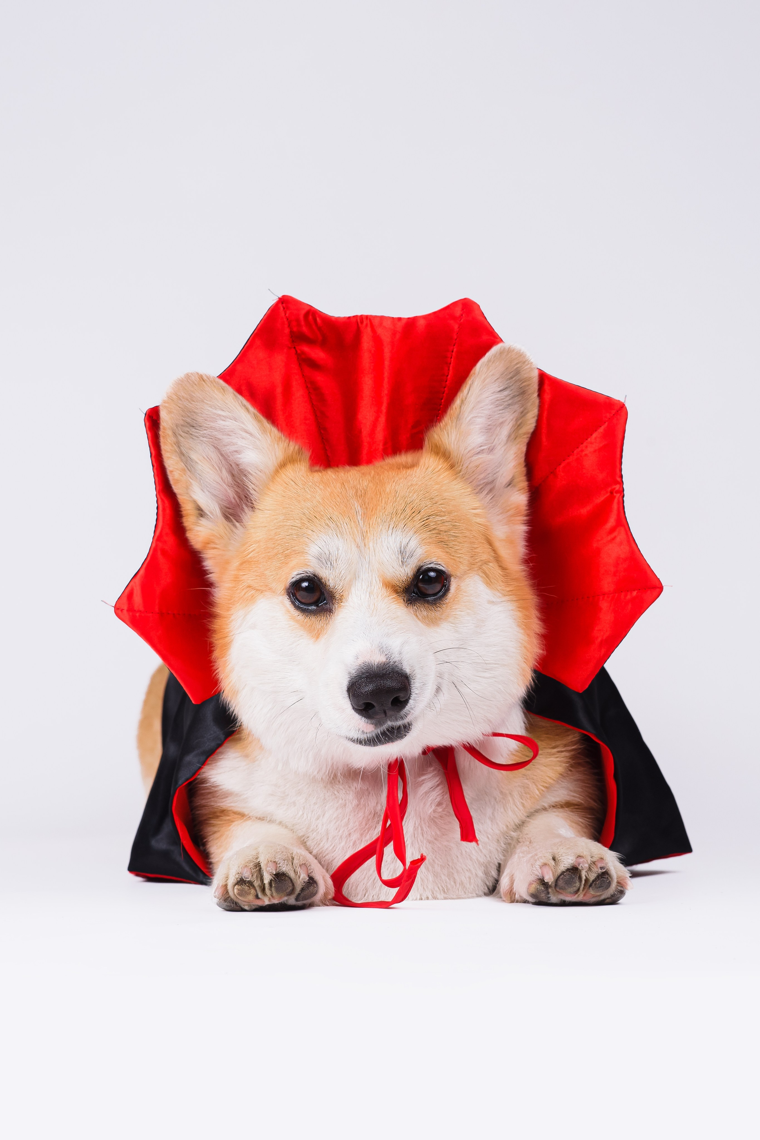 Лея на однотонном фоне. Фотограф — Анималист | Анна Абрамова