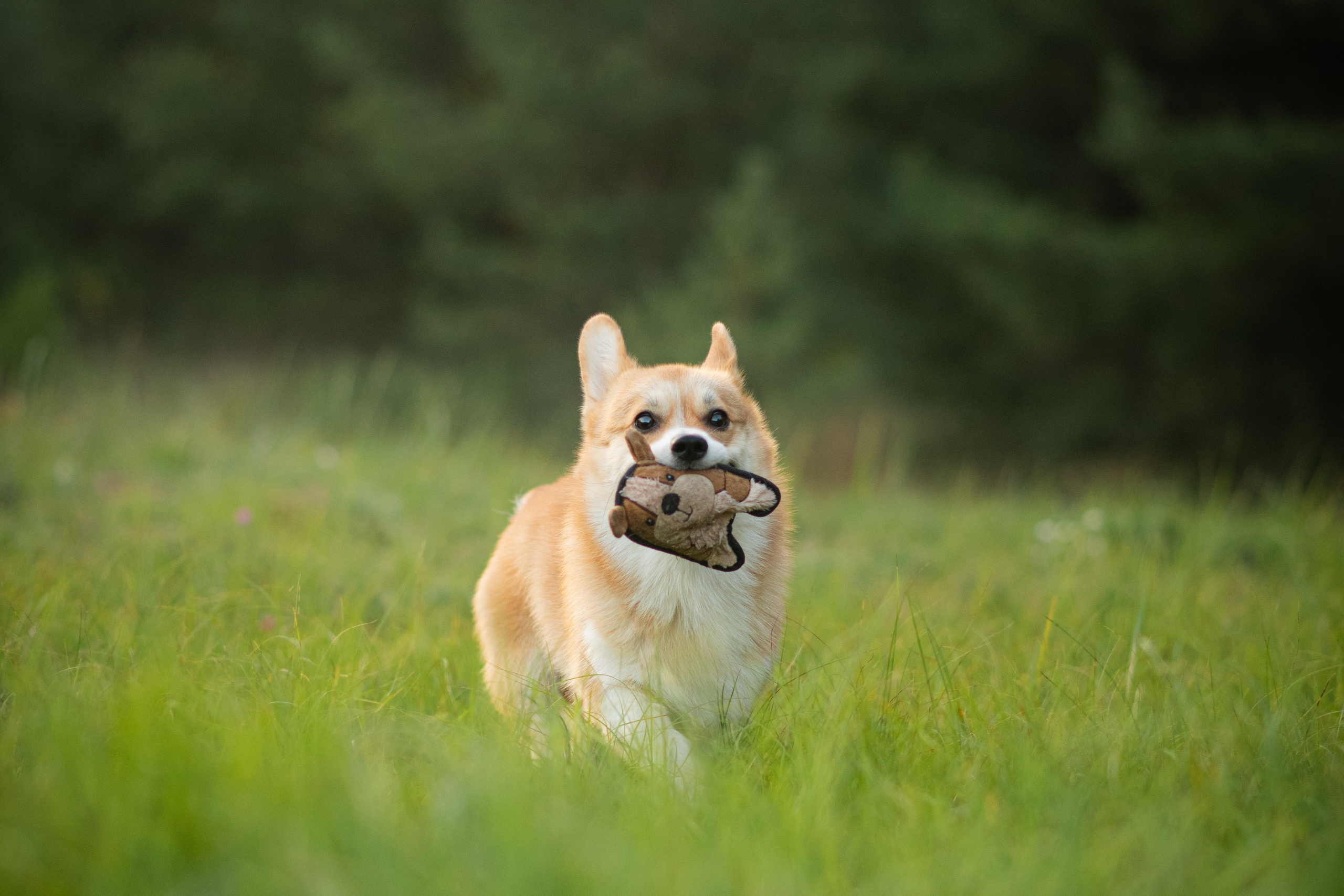 Саша, Оксана и Барни — 25.08.2024. Фотограф — Анималист | Анна Абрамова