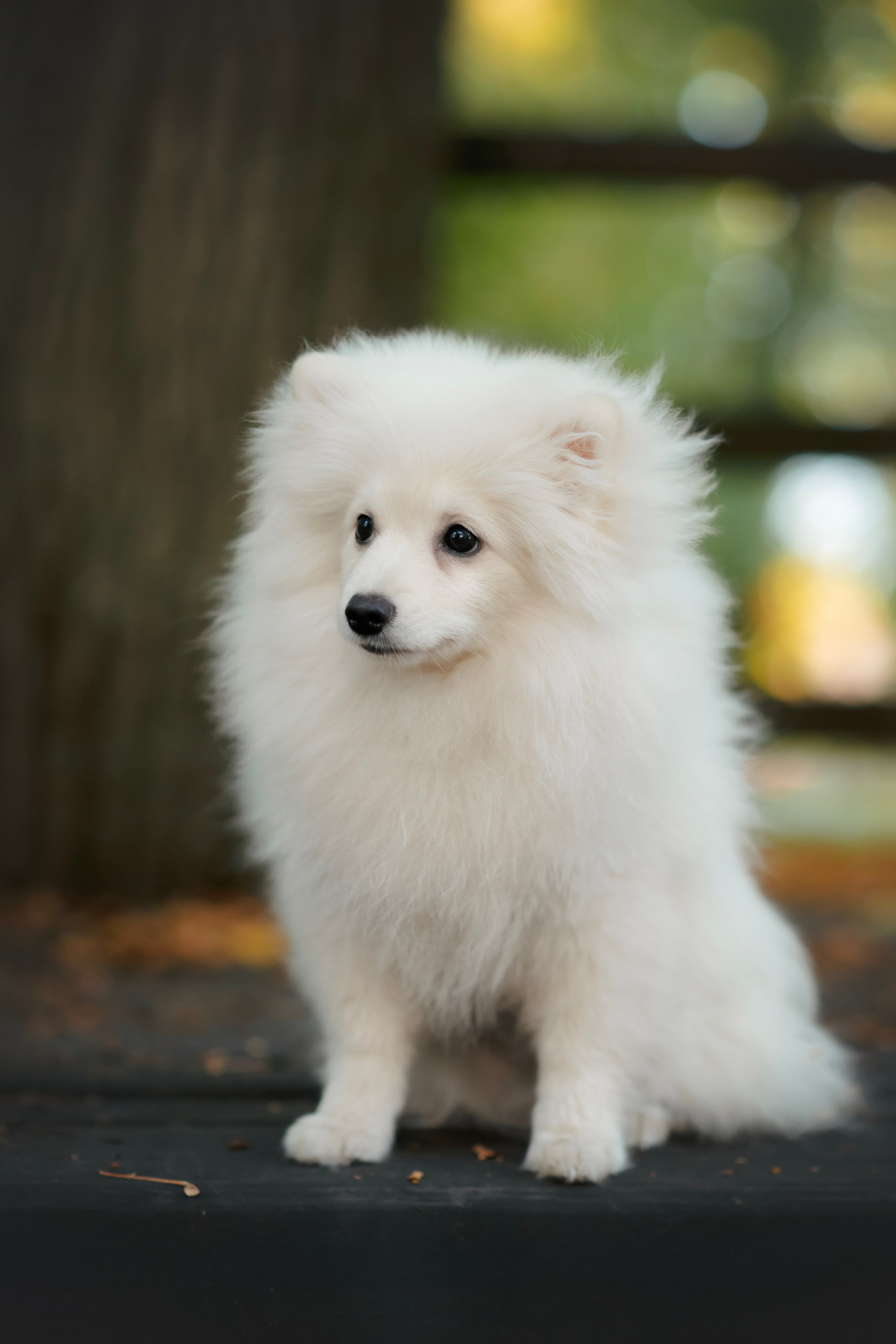 Малый немецкий шпиц — 18.09.2025. Фотограф — Анималист | Анна Абрамова