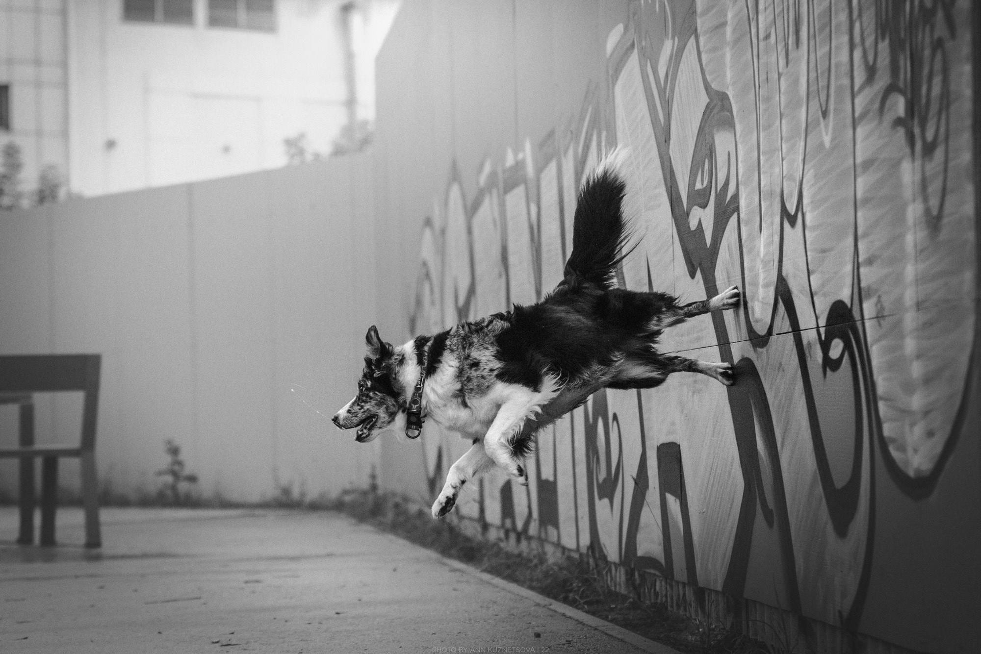 Оди и Юки. Фотограф анималист Кузнецова Анна Нижний Новгород