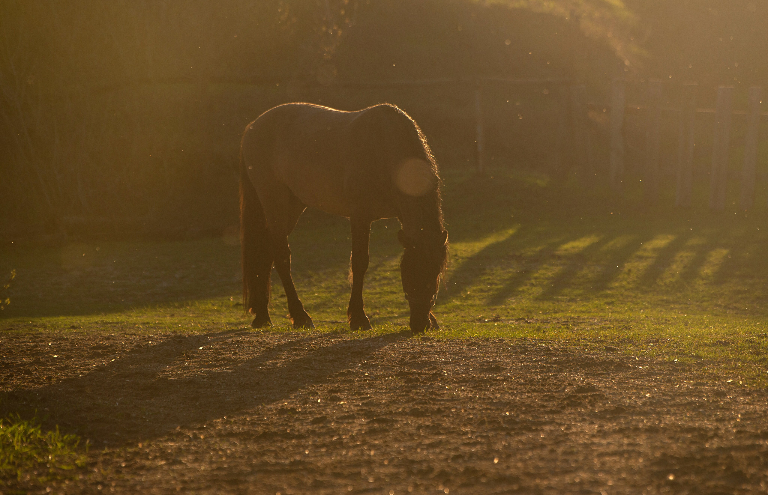 Вятка Исток. Конный фотограф в Саратове Юлия Иванова
