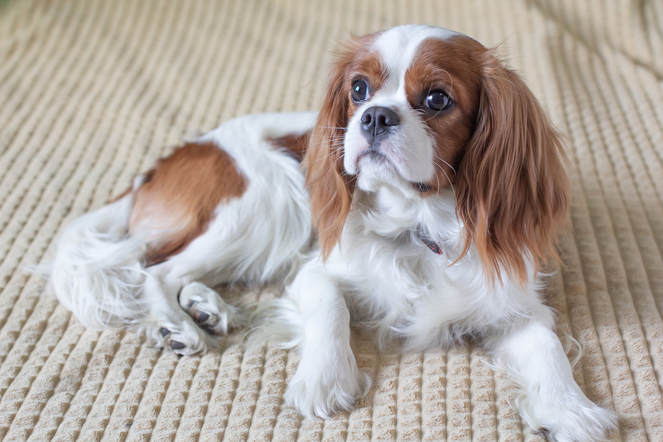 Животные. Детский и семейный фотограф в Санкт-Петербуре