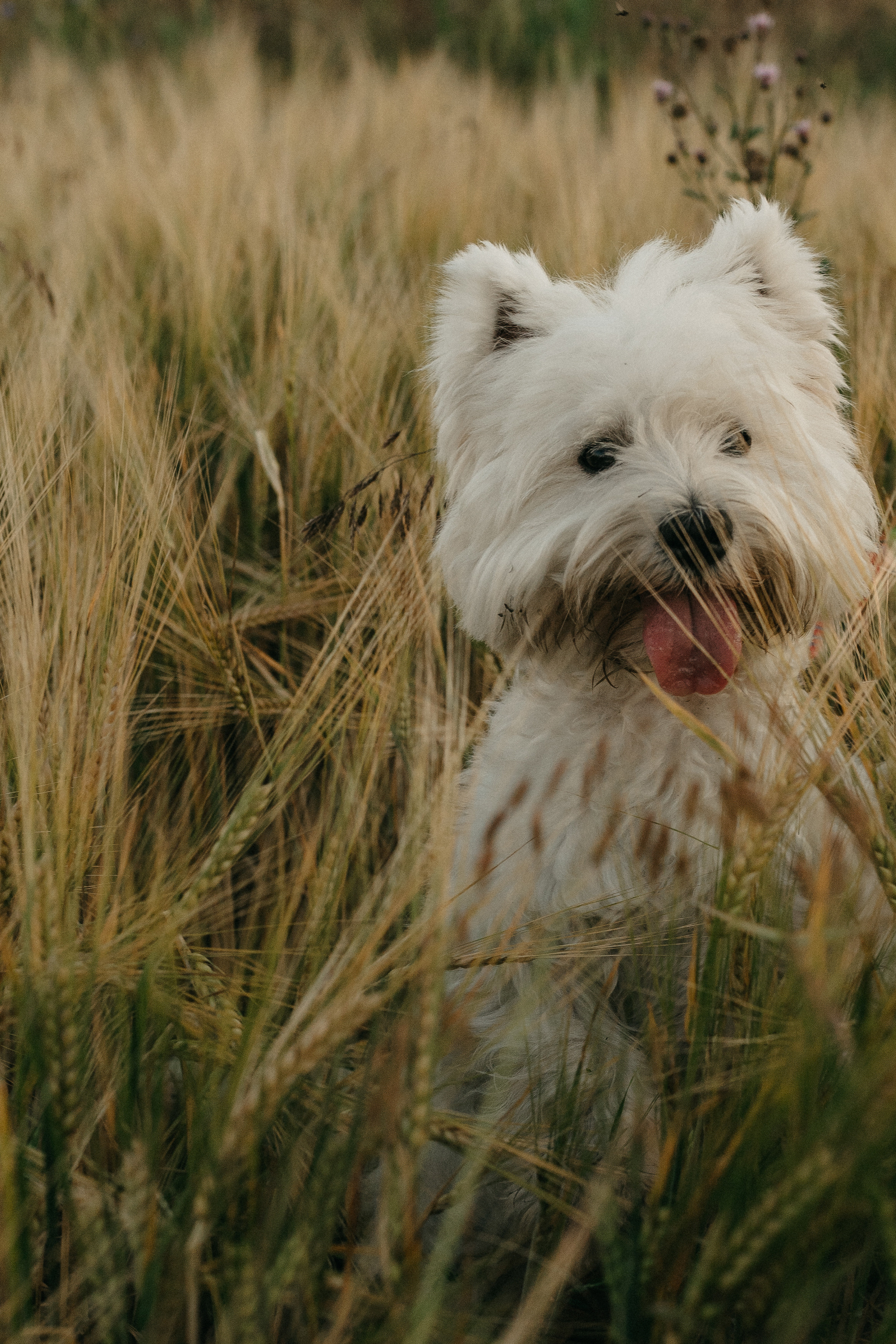 Для Вики, Елены, Владислава и Умки. Семейный фотограф в Новомосковске, Туле и Москве Ольга Бубликова