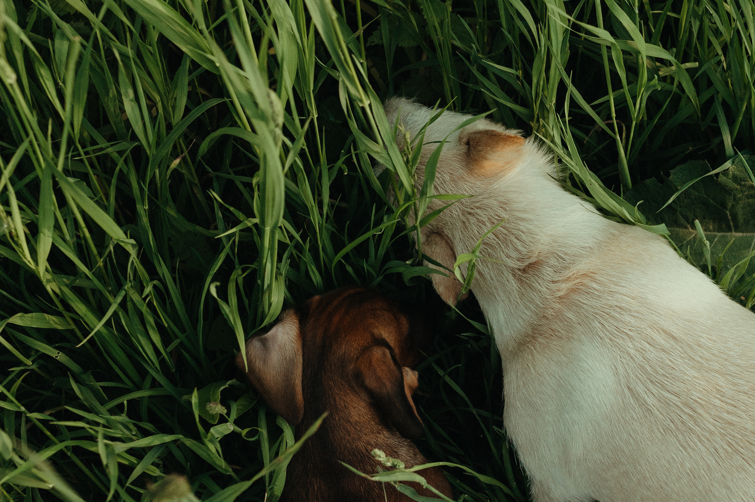 Для Александры, Алексея, Маши и Стёпы. Семейный фотограф в Новомосковске, Туле и Москве Ольга Бубликова