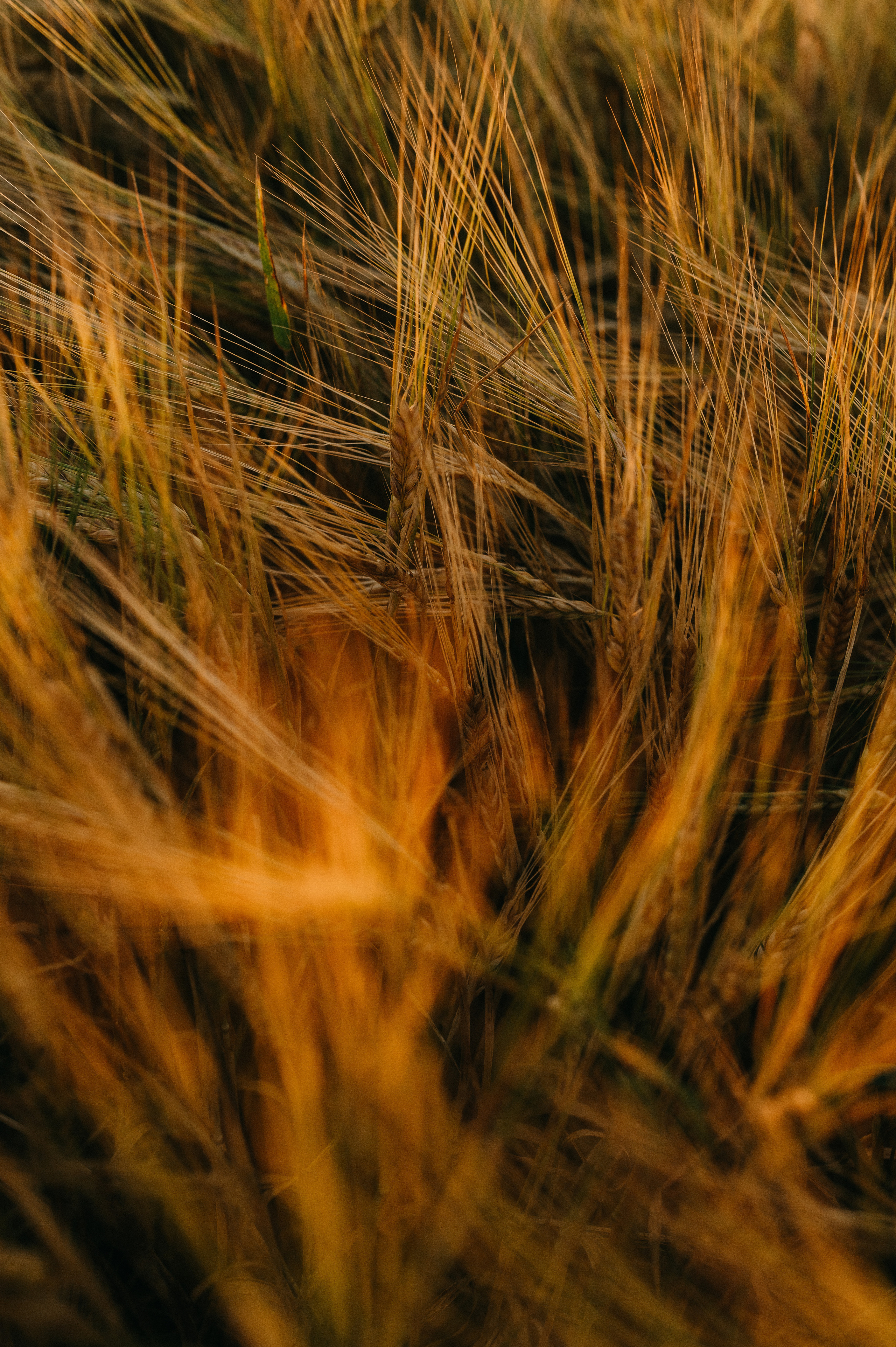 Для Вики, Елены, Владислава и Умки. Семейный фотограф в Новомосковске, Туле и Москве Ольга Бубликова