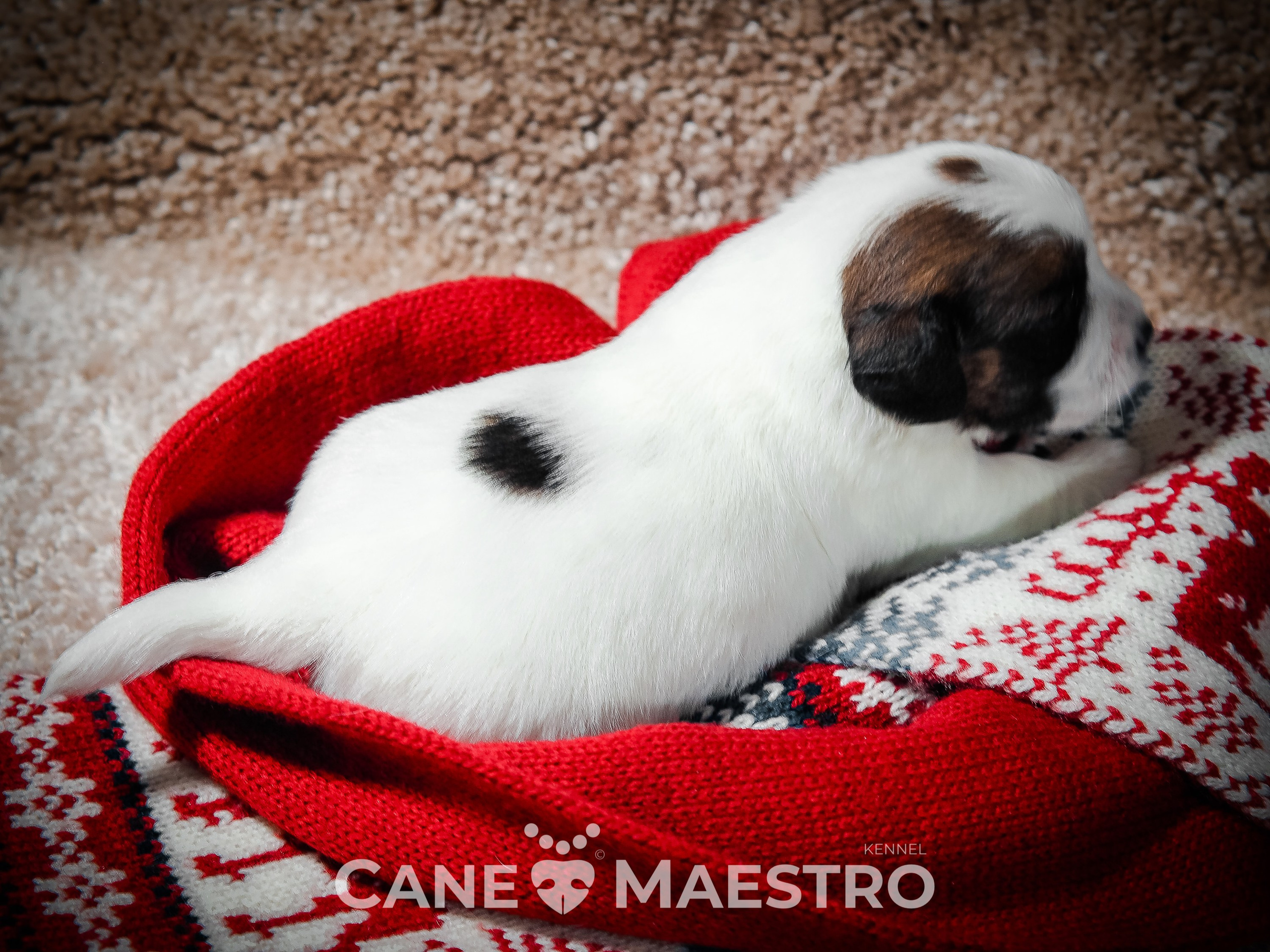 3_Девочка_СНЕЖНАЯ_Ц. CANE MAESTRO — kennel Jack Russell Terrier