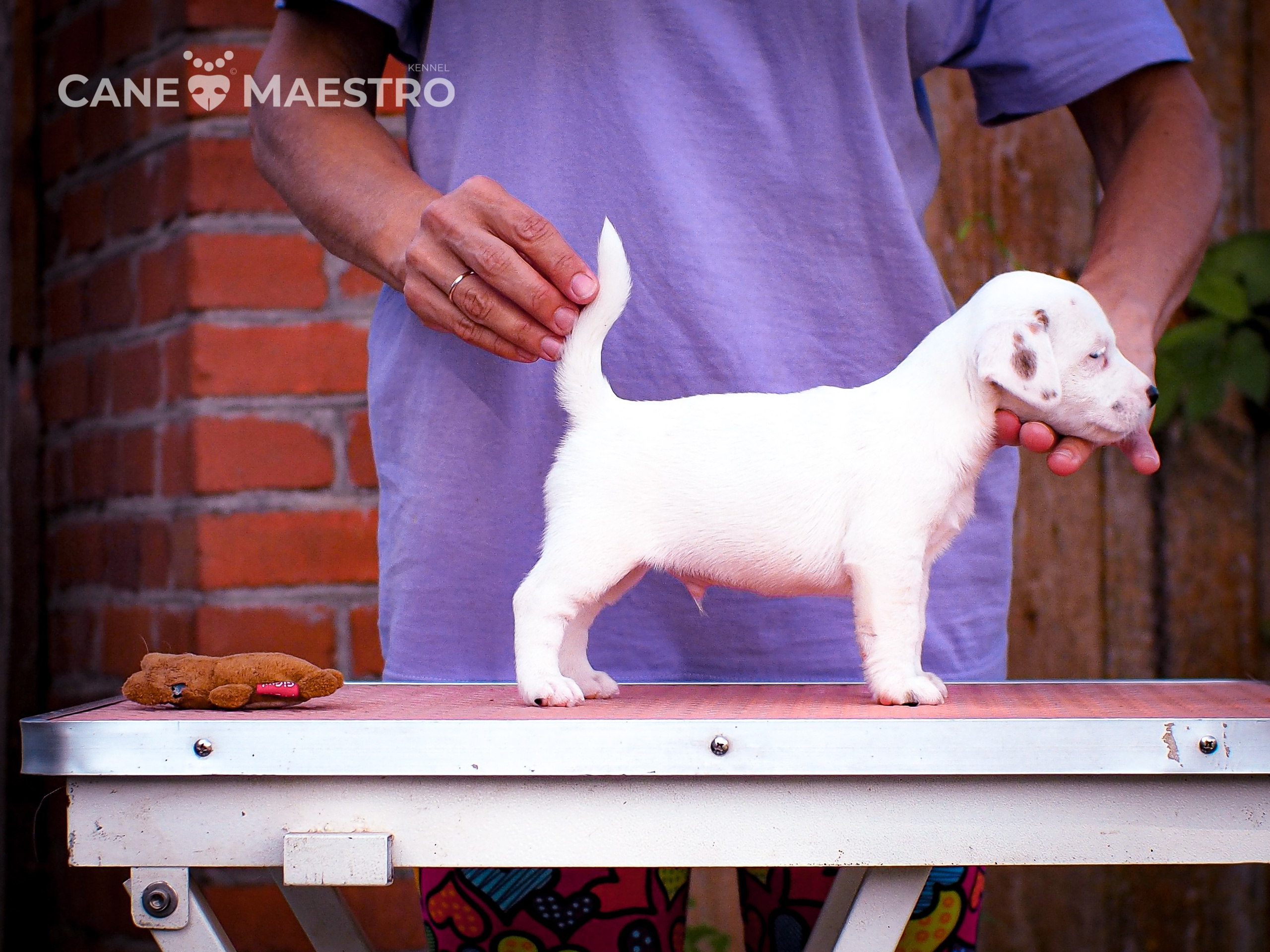 ЭСКИМО_MALE. CANE MAESTRO — kennel Jack Russell Terrier