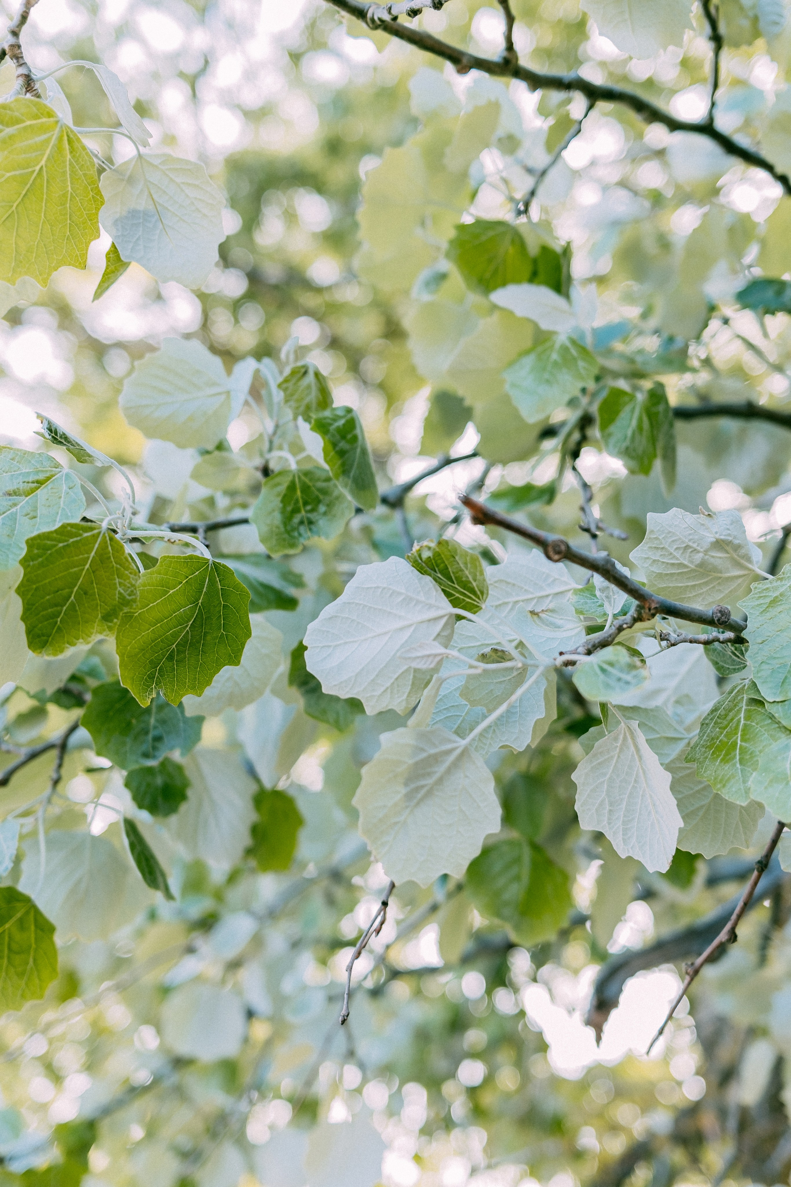 Зеленоградск. Аня Степанова