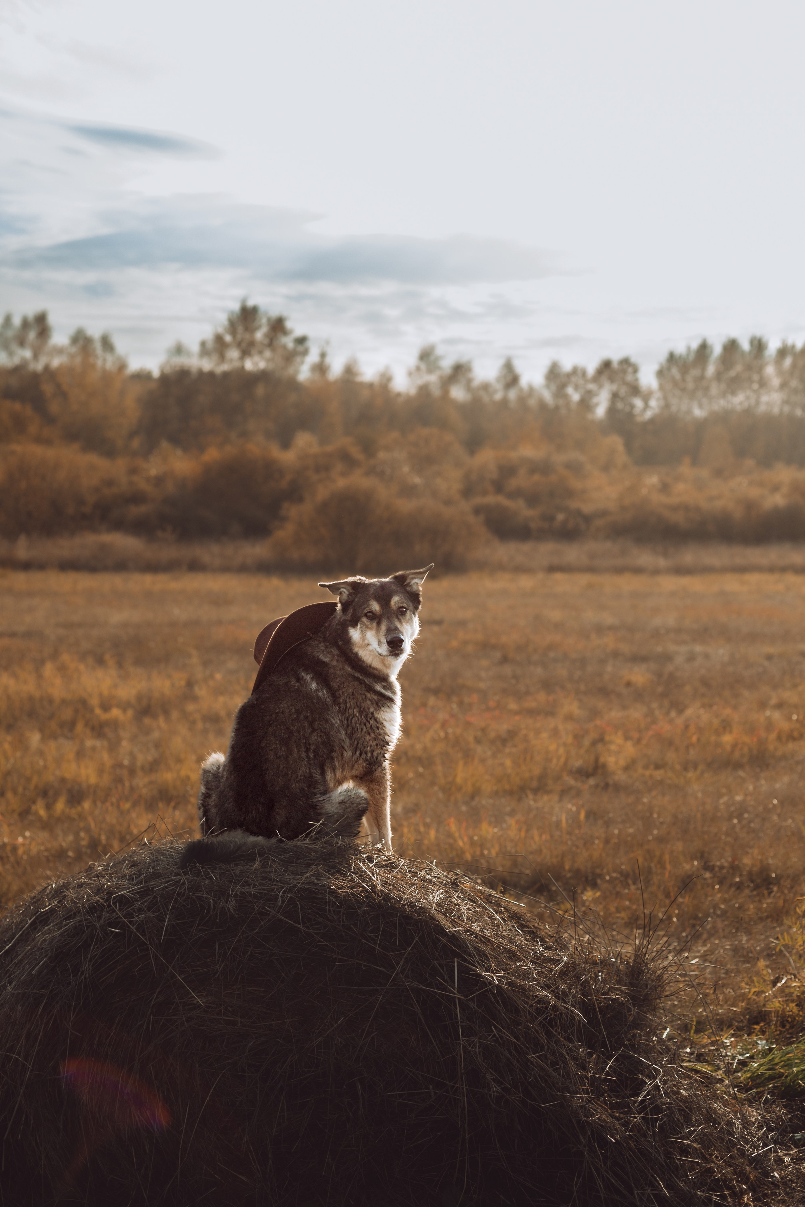Кантри Дюк. Фотограф-анималист Татьяна Степанова