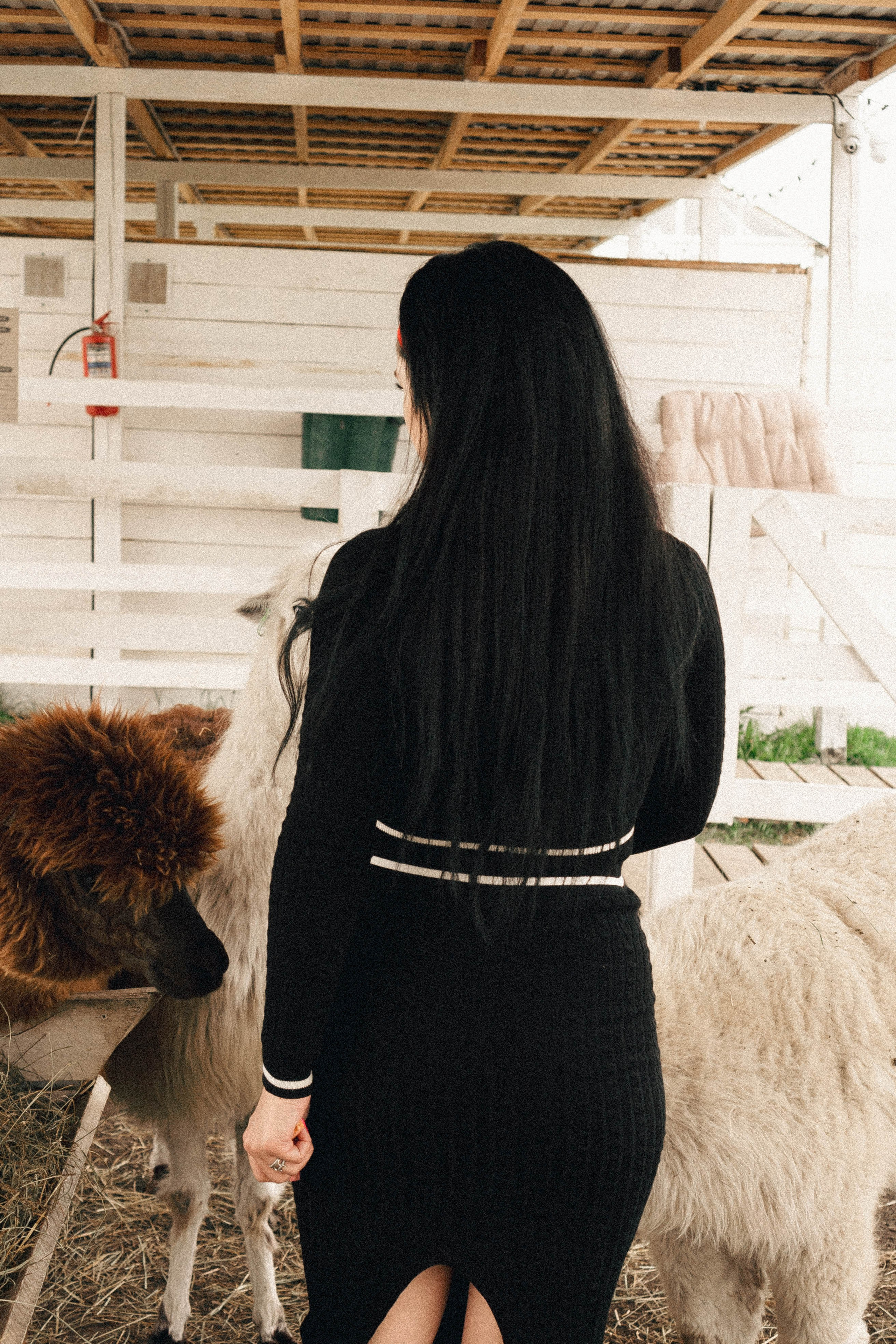 Ферма Альпак. Профессиональный фотограф, Санкт-Петербург — Виктория Богомолова