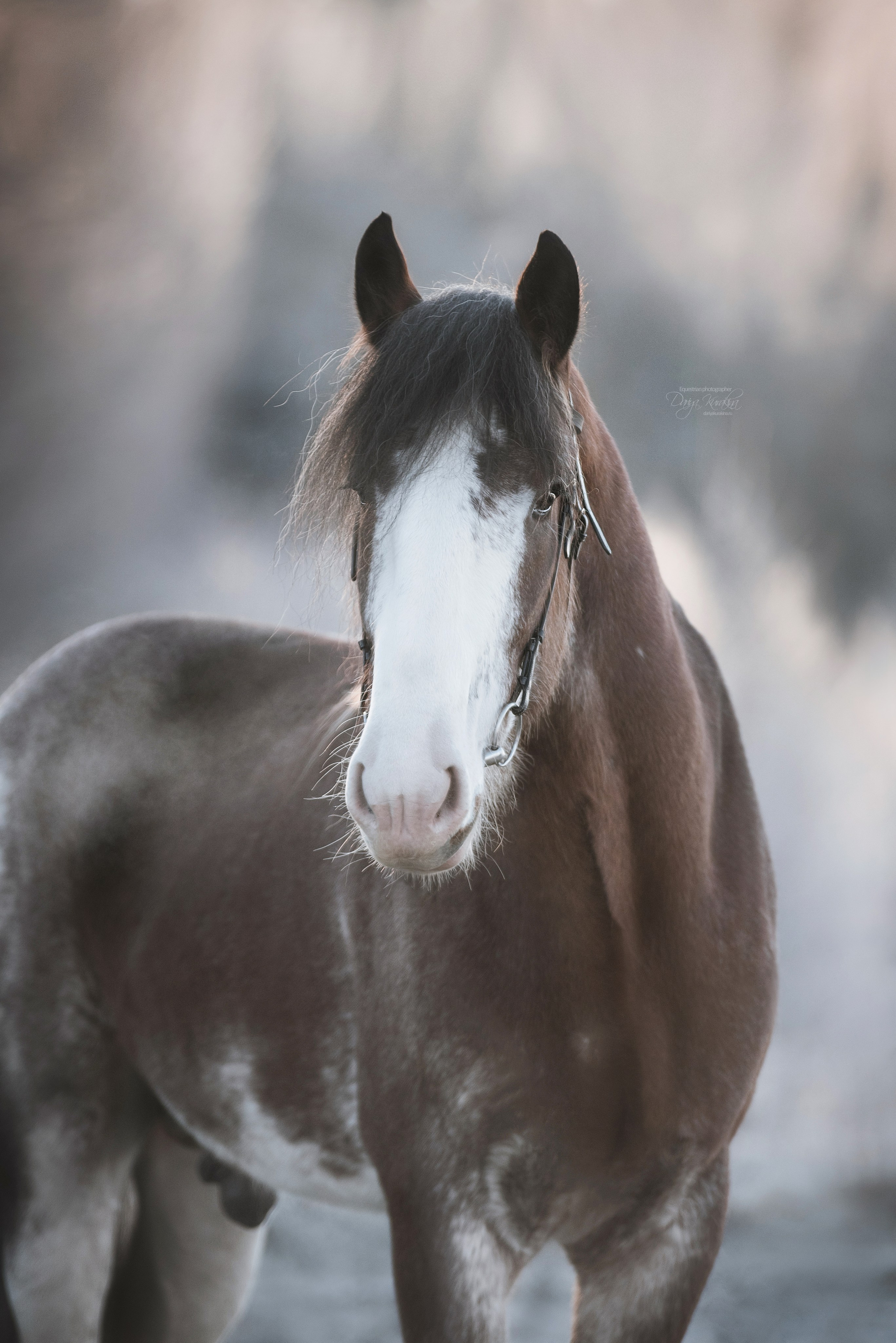 Komardins. Конный фотограф Куракина Дарья • Фотосессии с лошадьми
