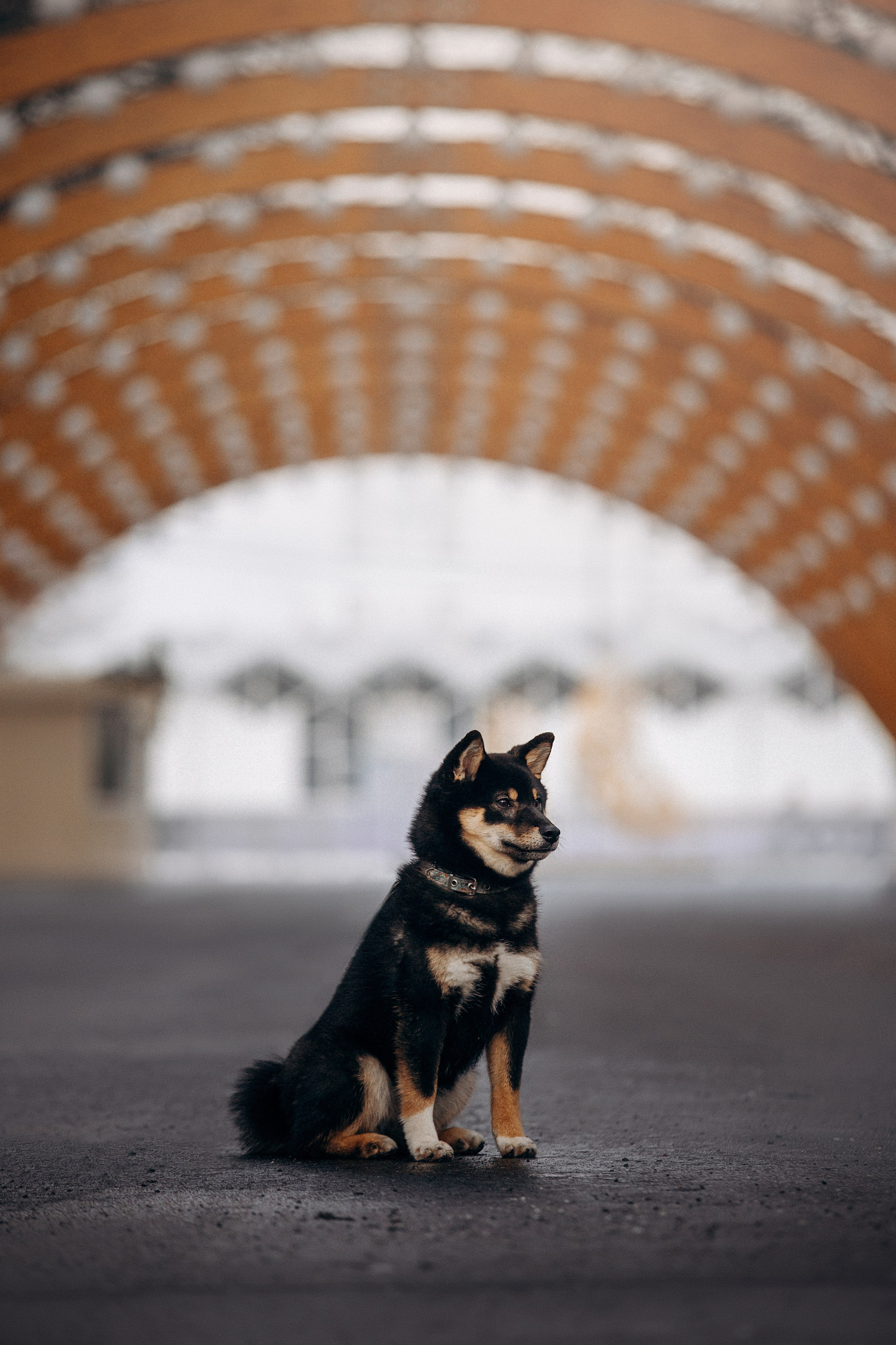 Дарья и Мики. Фотограф — Анималист | Санкт-Петербург