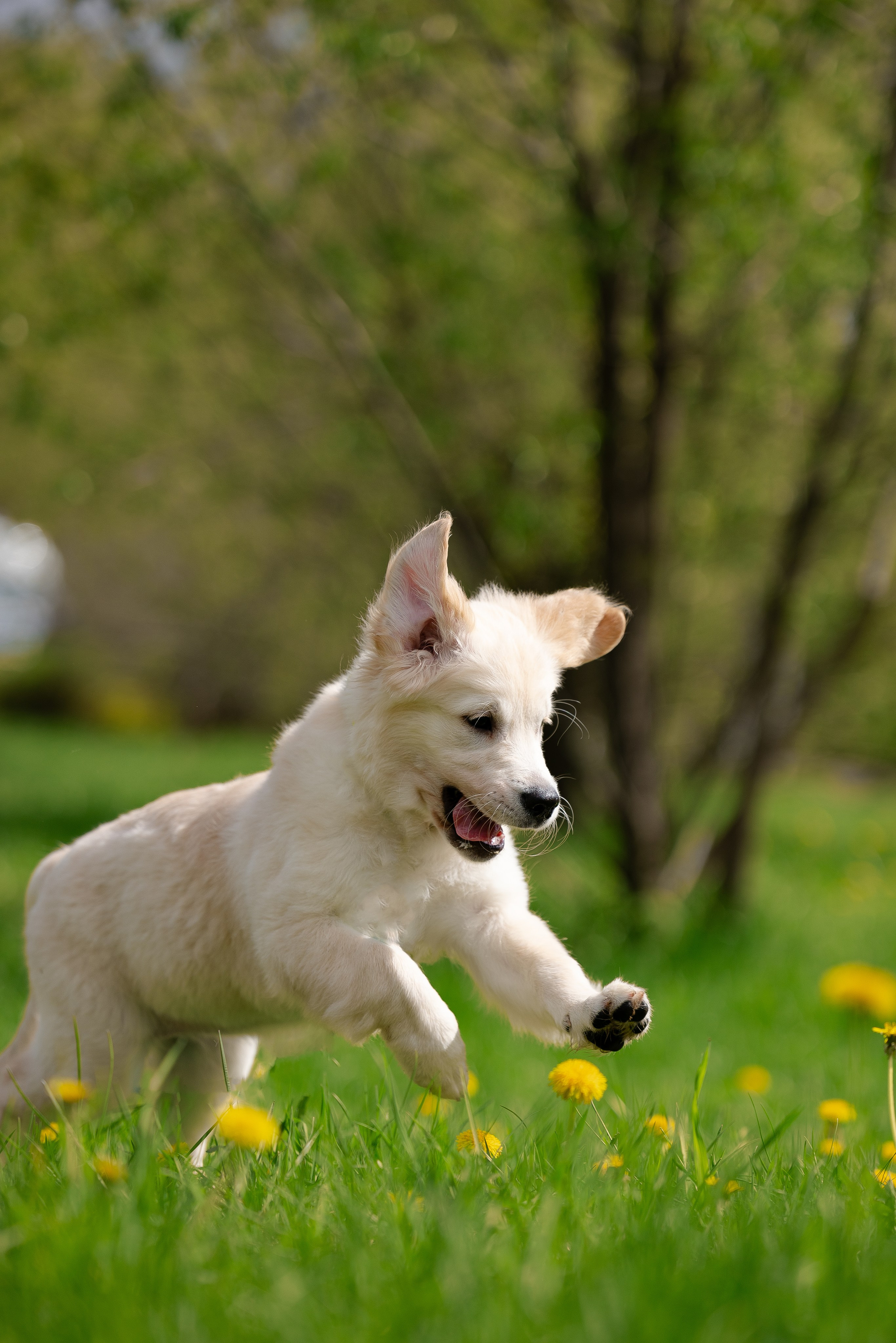 Голден ретривер. Фотограф и видеограф анималист Аганина Дарья