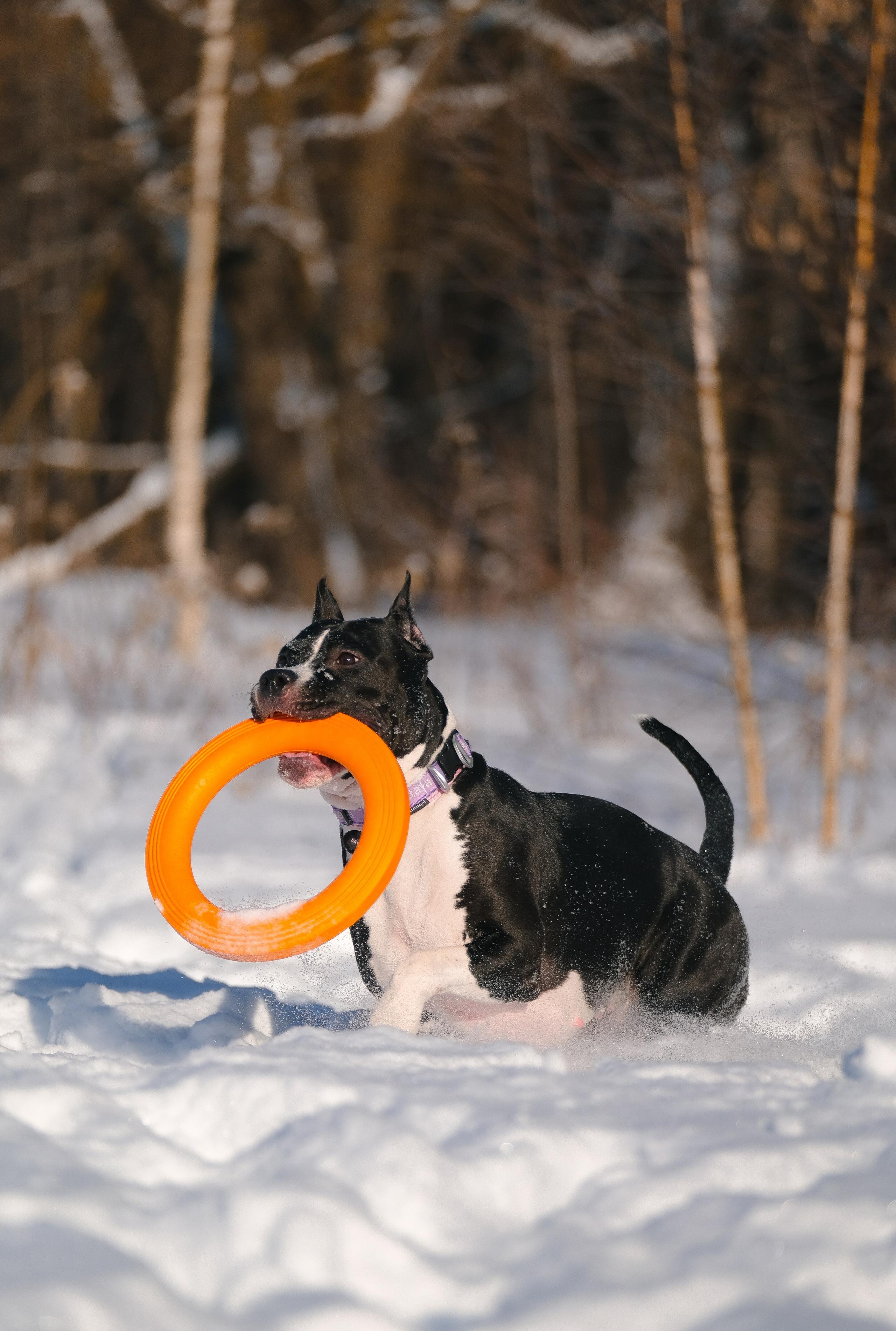 Баста и Эйгон. Фотограф и видеограф анималист Аганина Дарья