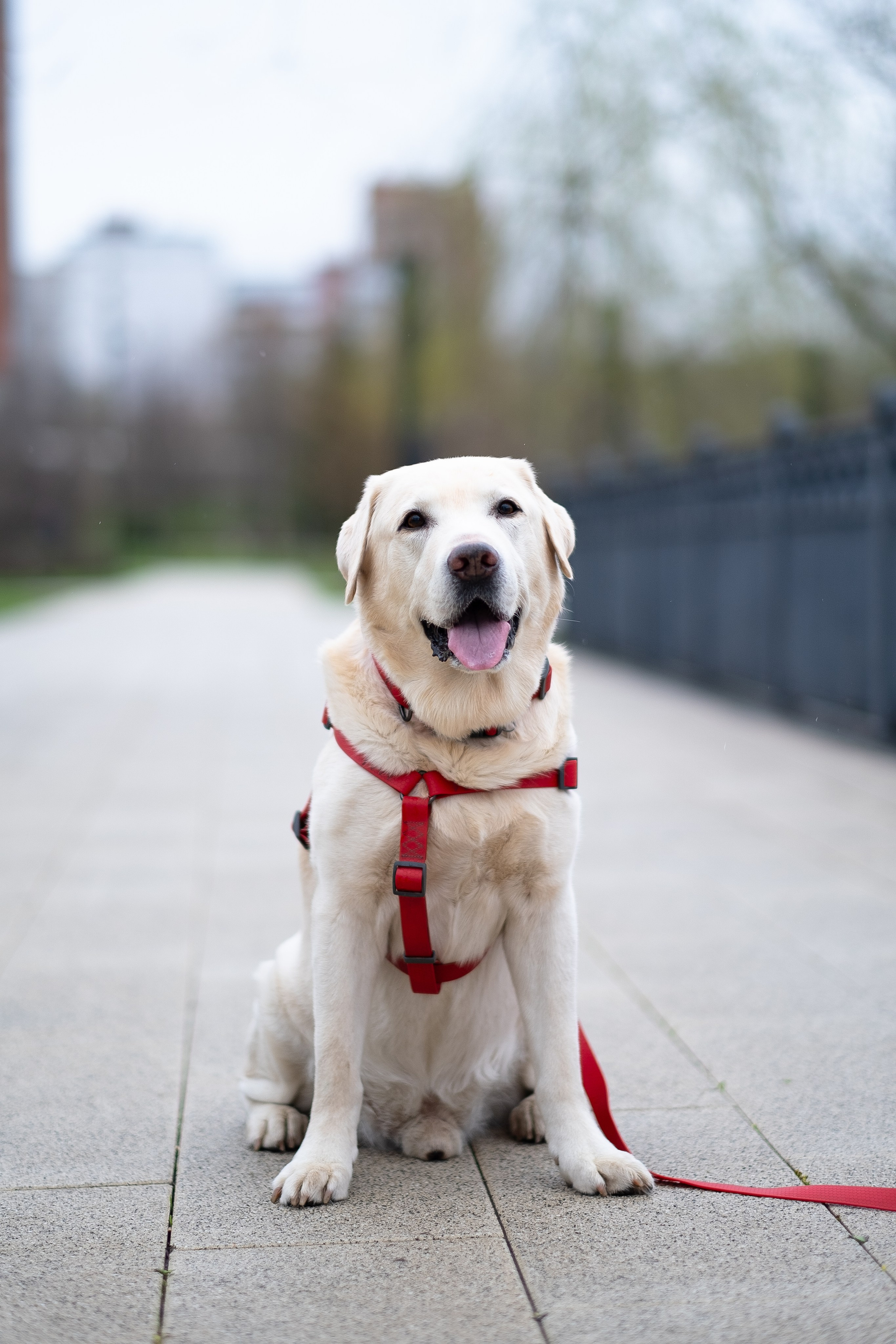 Света и Лето. Фотограф и видеограф анималист Аганина Дарья