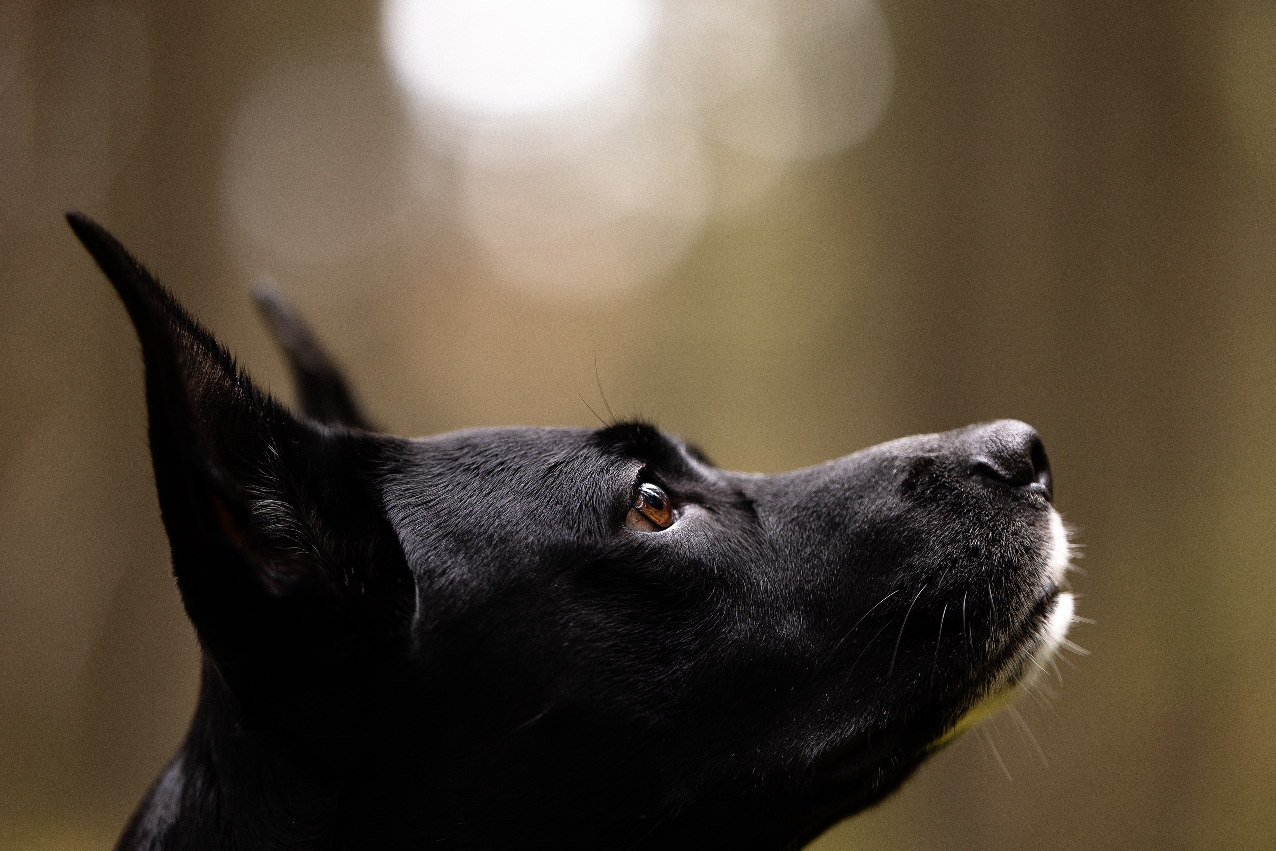 Karelia. Фотограф и видеограф анималист Аганина Дарья