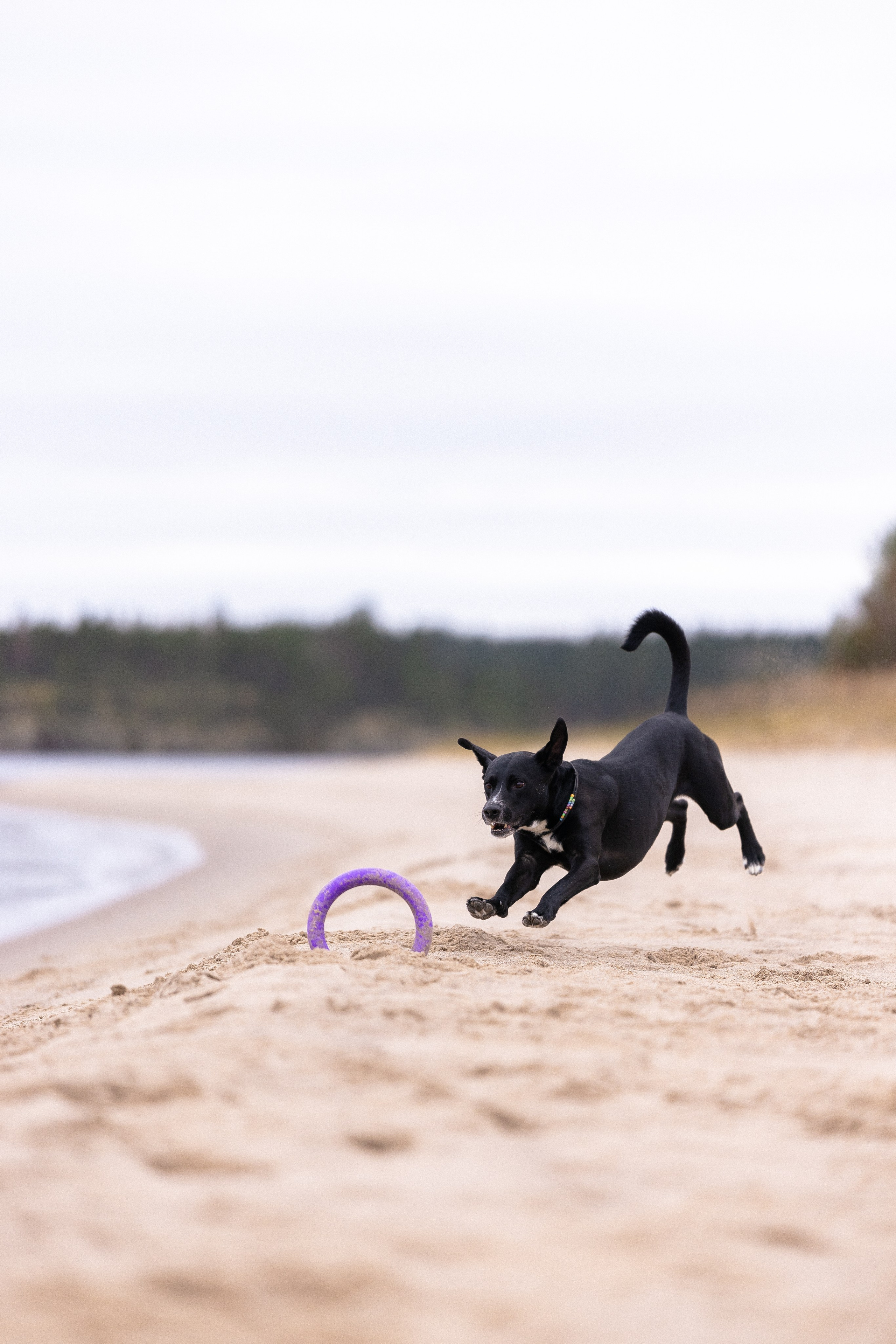 Karelia. Фотограф и видеограф анималист Аганина Дарья