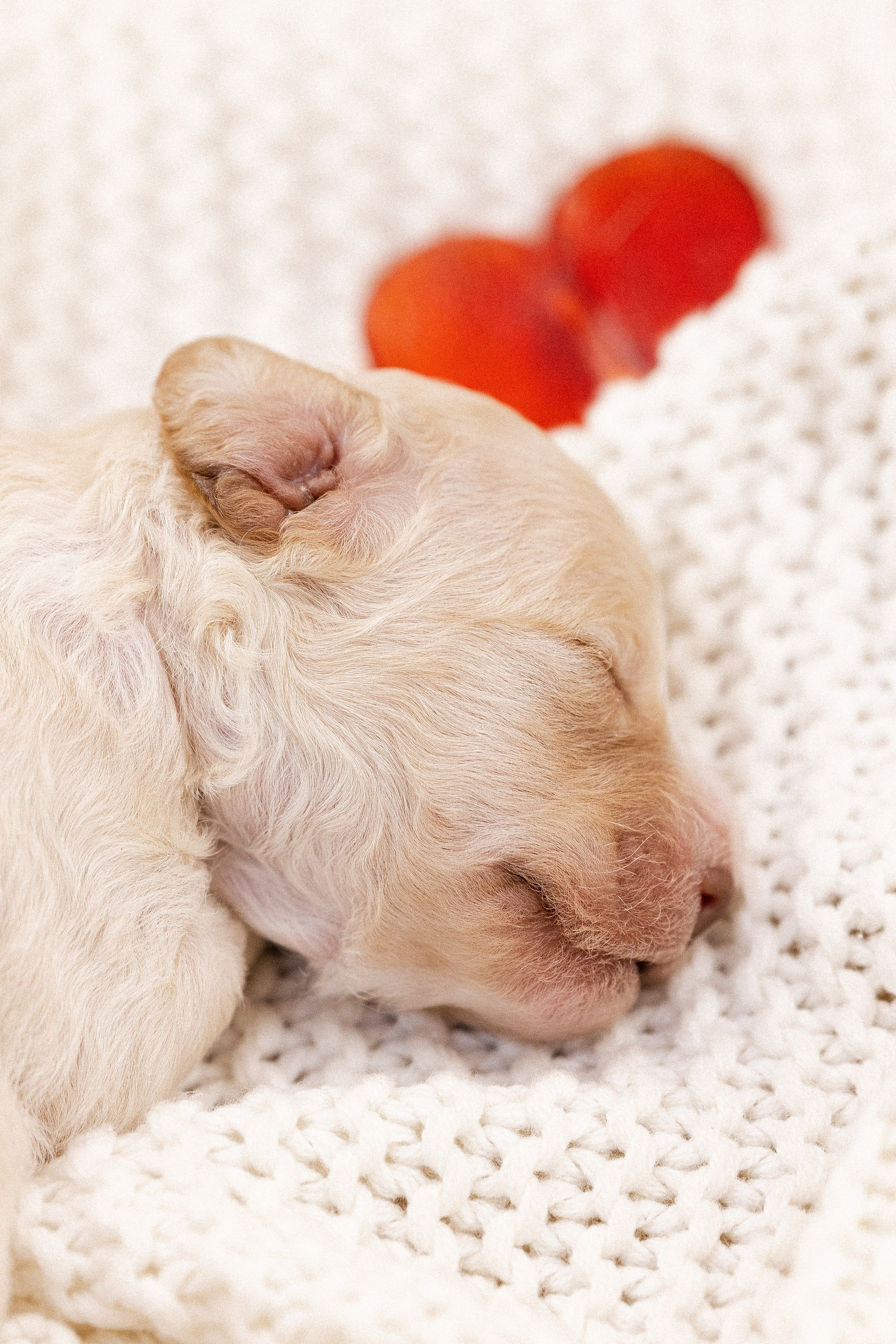 Лаготто Романьоло. Фотограф и видеограф анималист Аганина Дарья