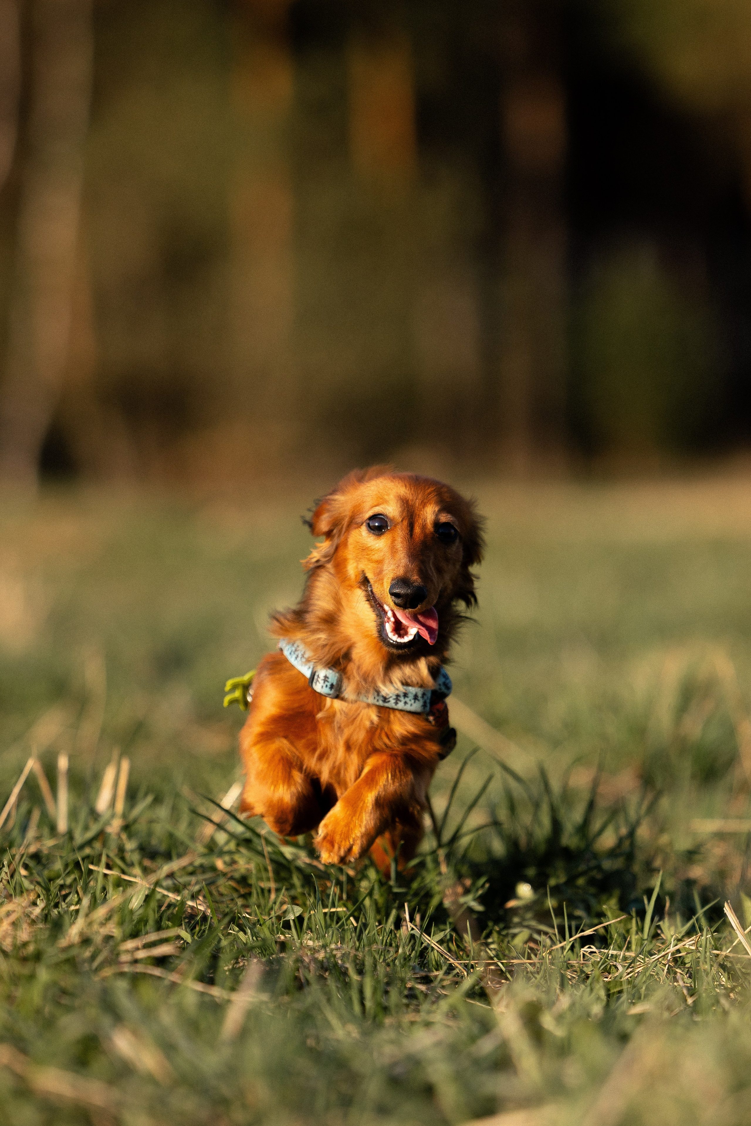 Разношерстная компания. Фотограф и видеограф анималист Аганина Дарья
