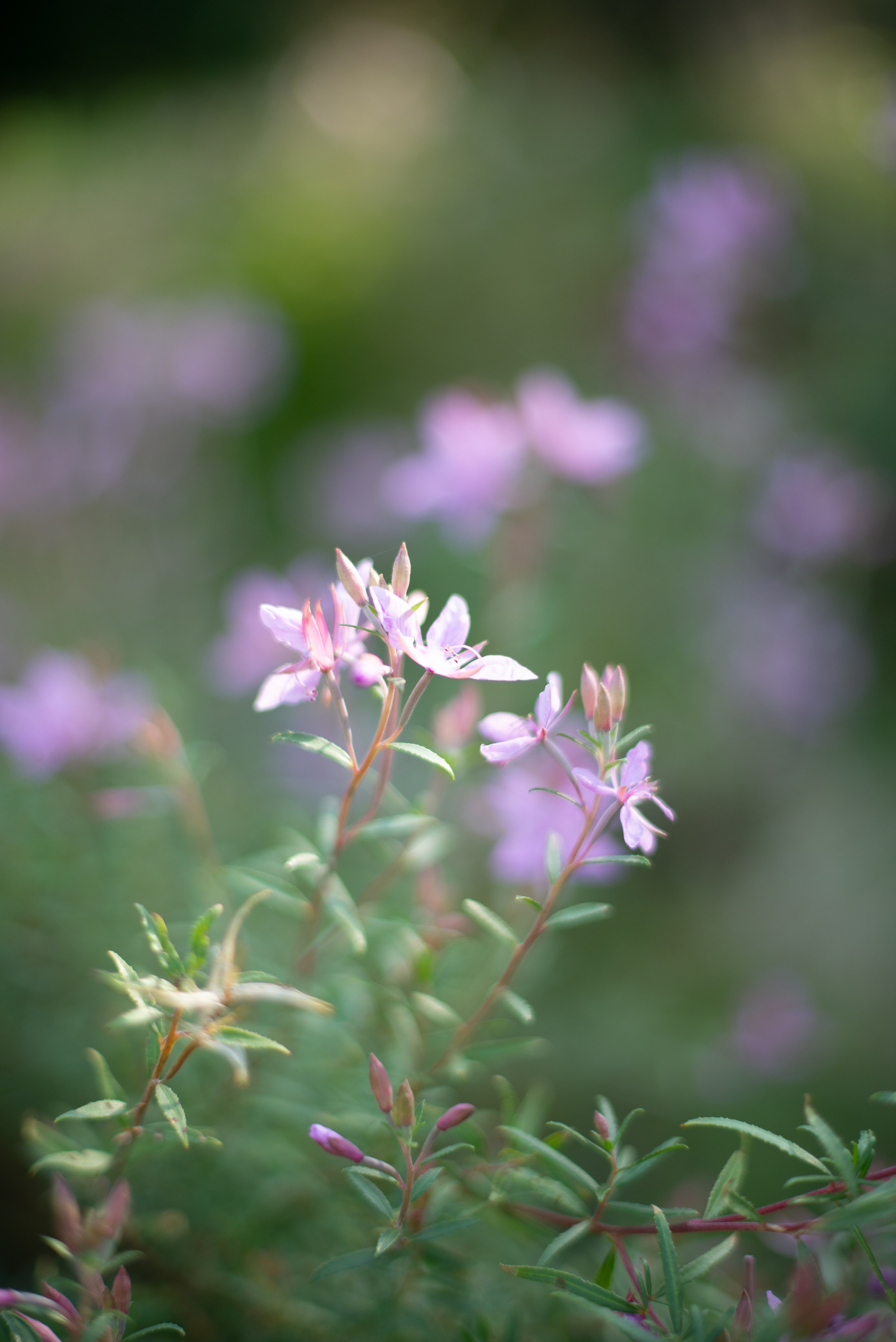 Цветы сада МГУ. Victoria Radjevna Репортажный Фотограф — Видеограф Москва • Санкт-Петербург
