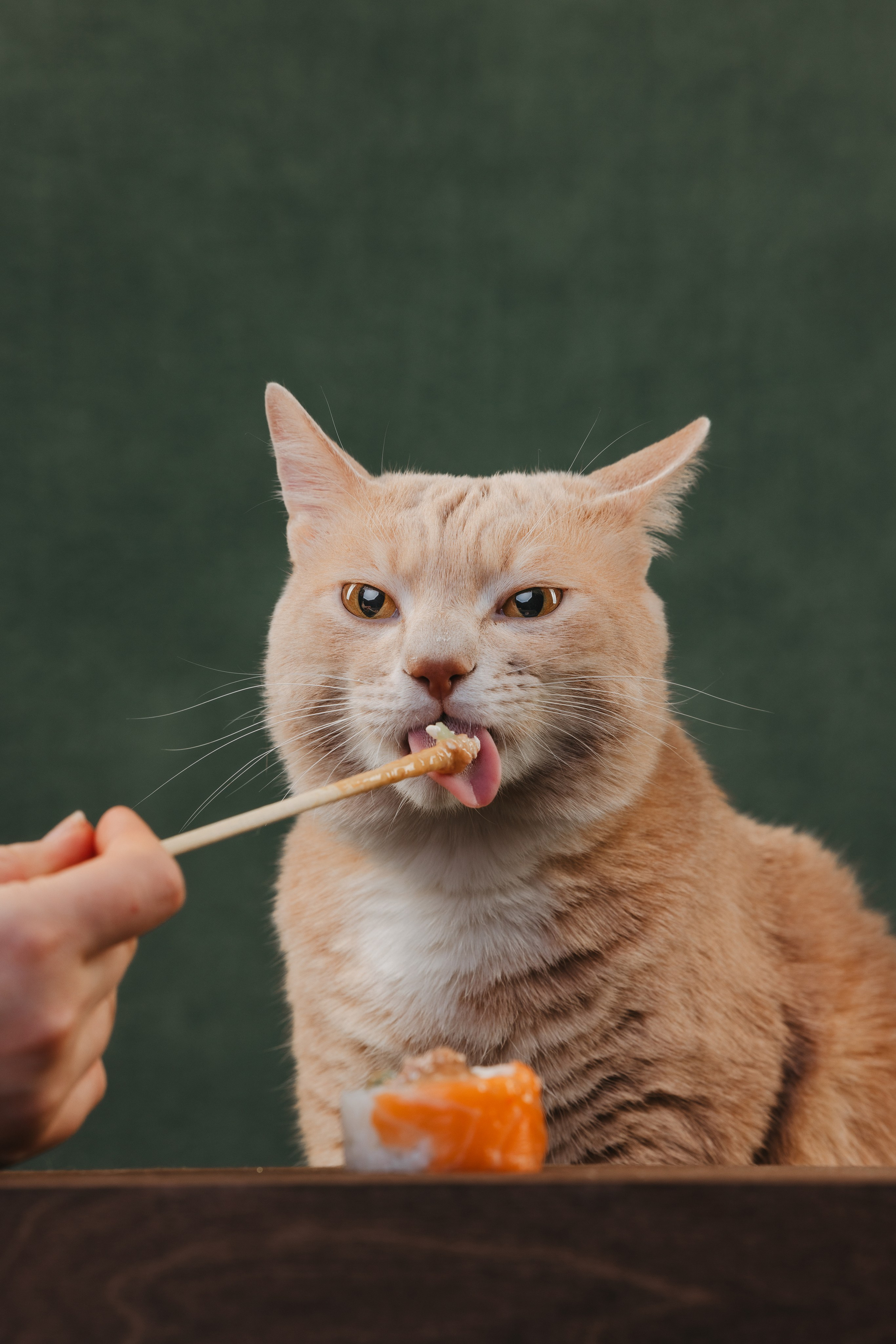 Коты Сет и Квентин. Фотограф анималист Осипчикова Мария
