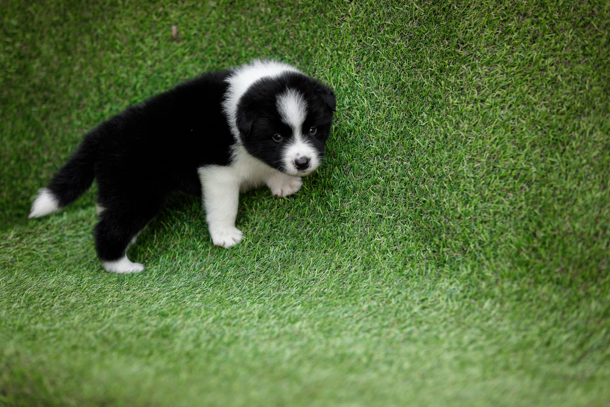 Смешарики. О нас