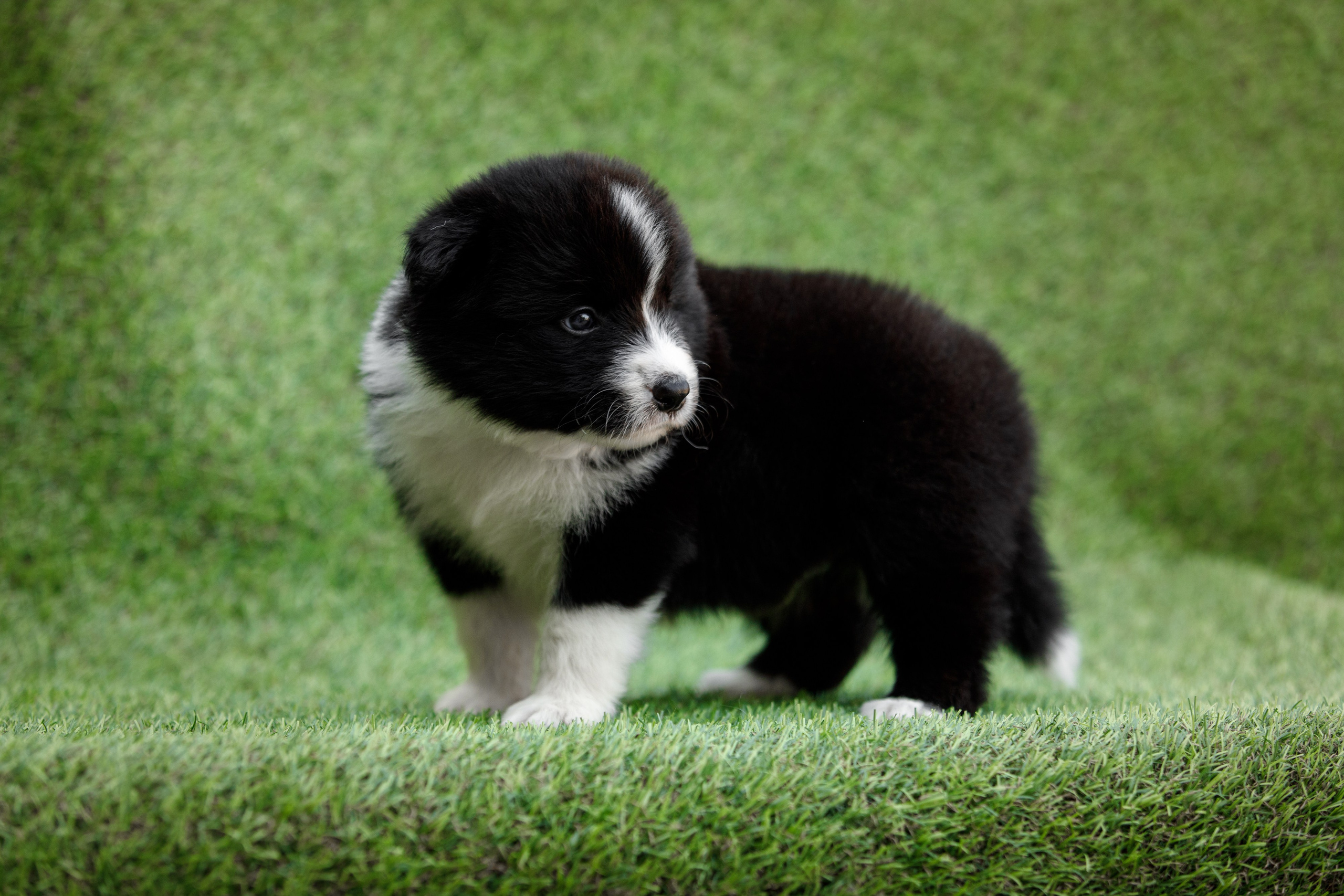 Смешарики. О нас