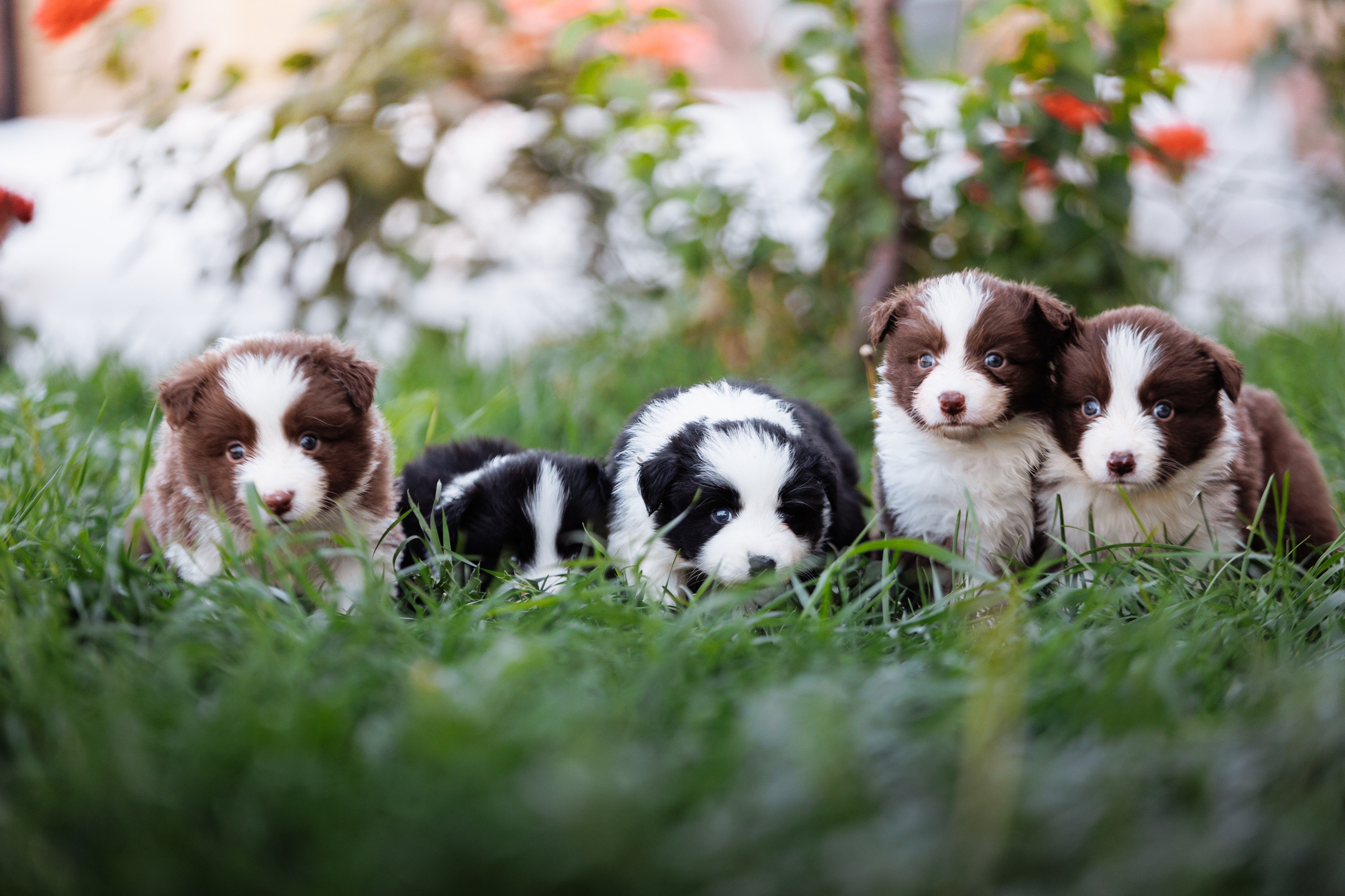 МММ — маленькое мягкое милое. О нас