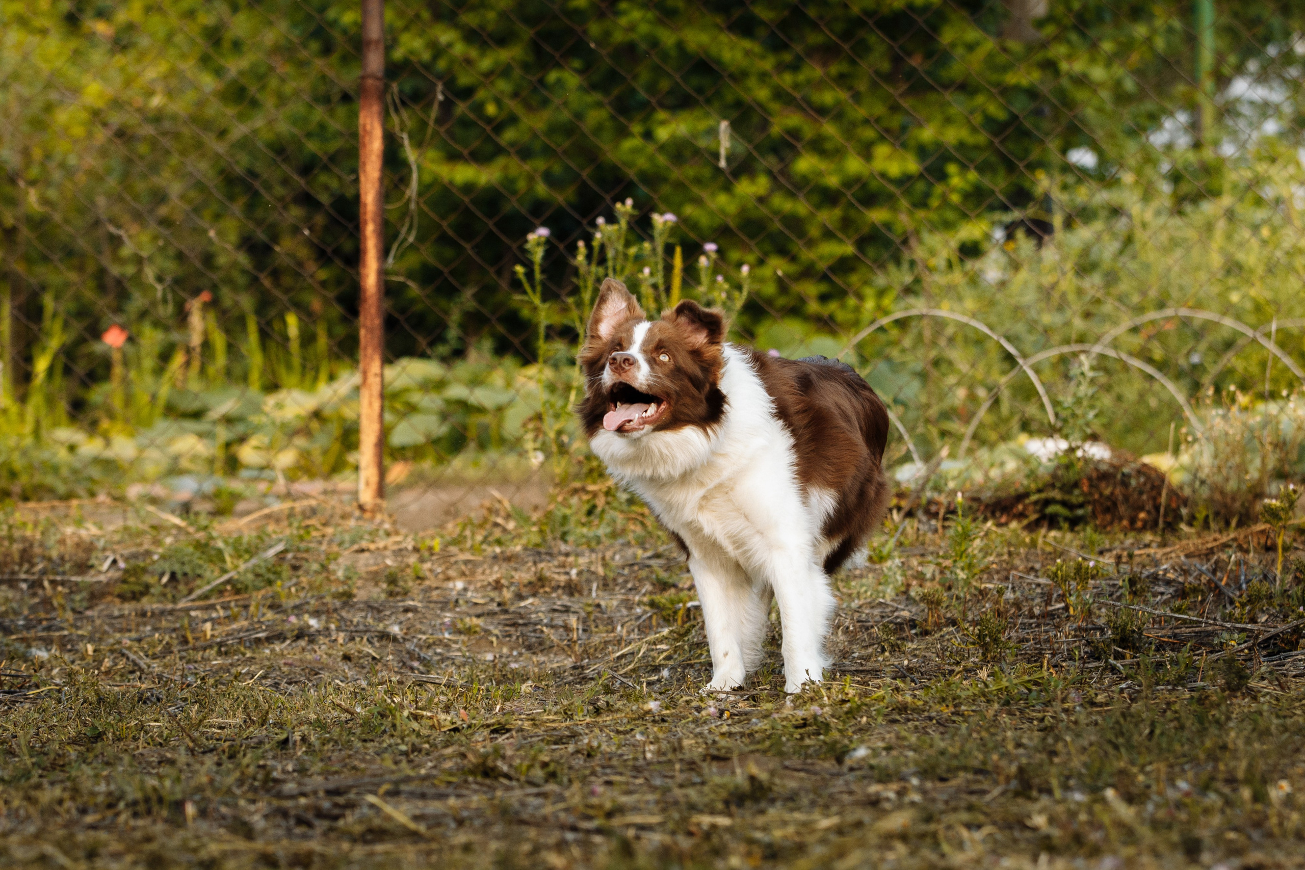 Овечий день. О нас