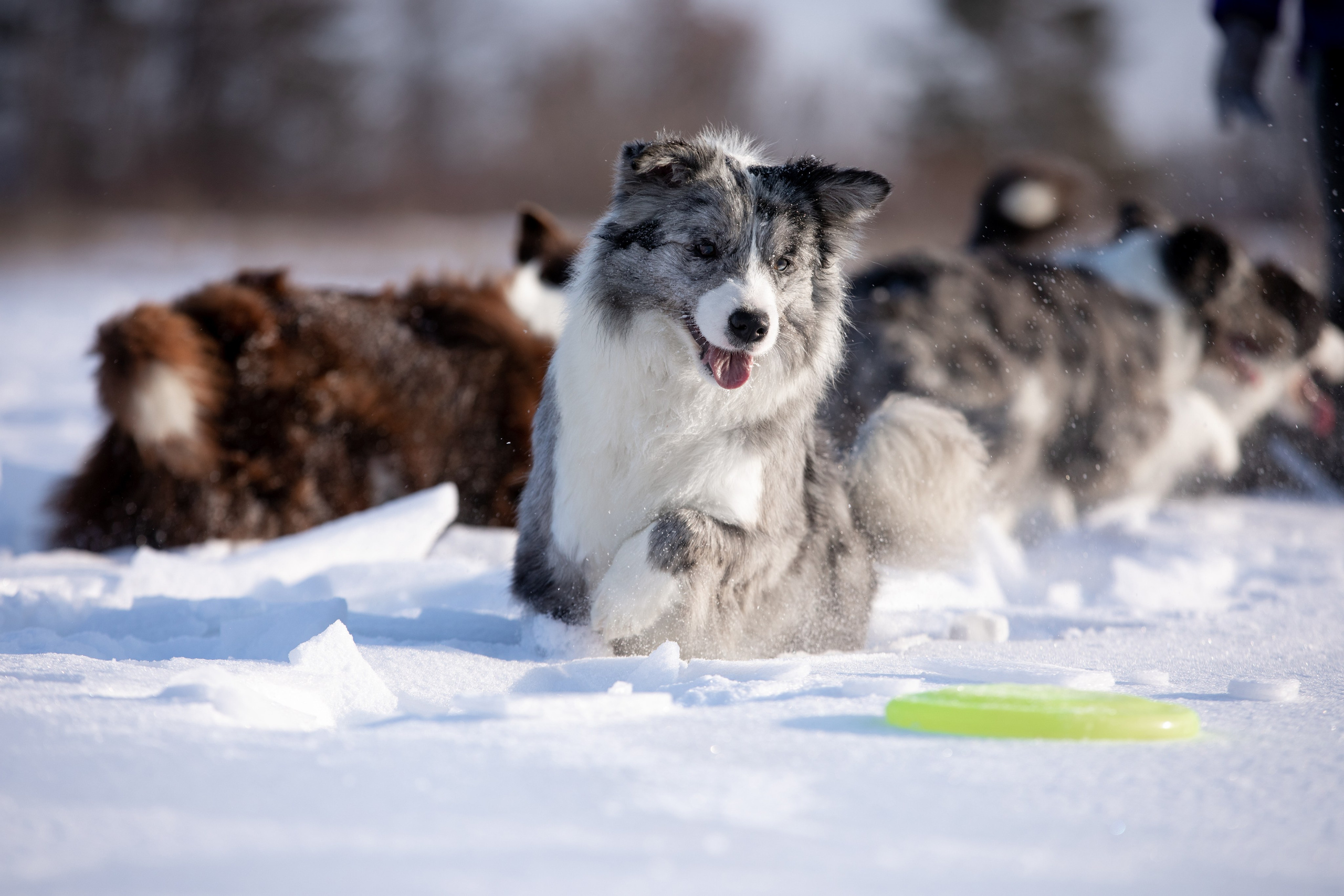 Мороз и солнце. О нас