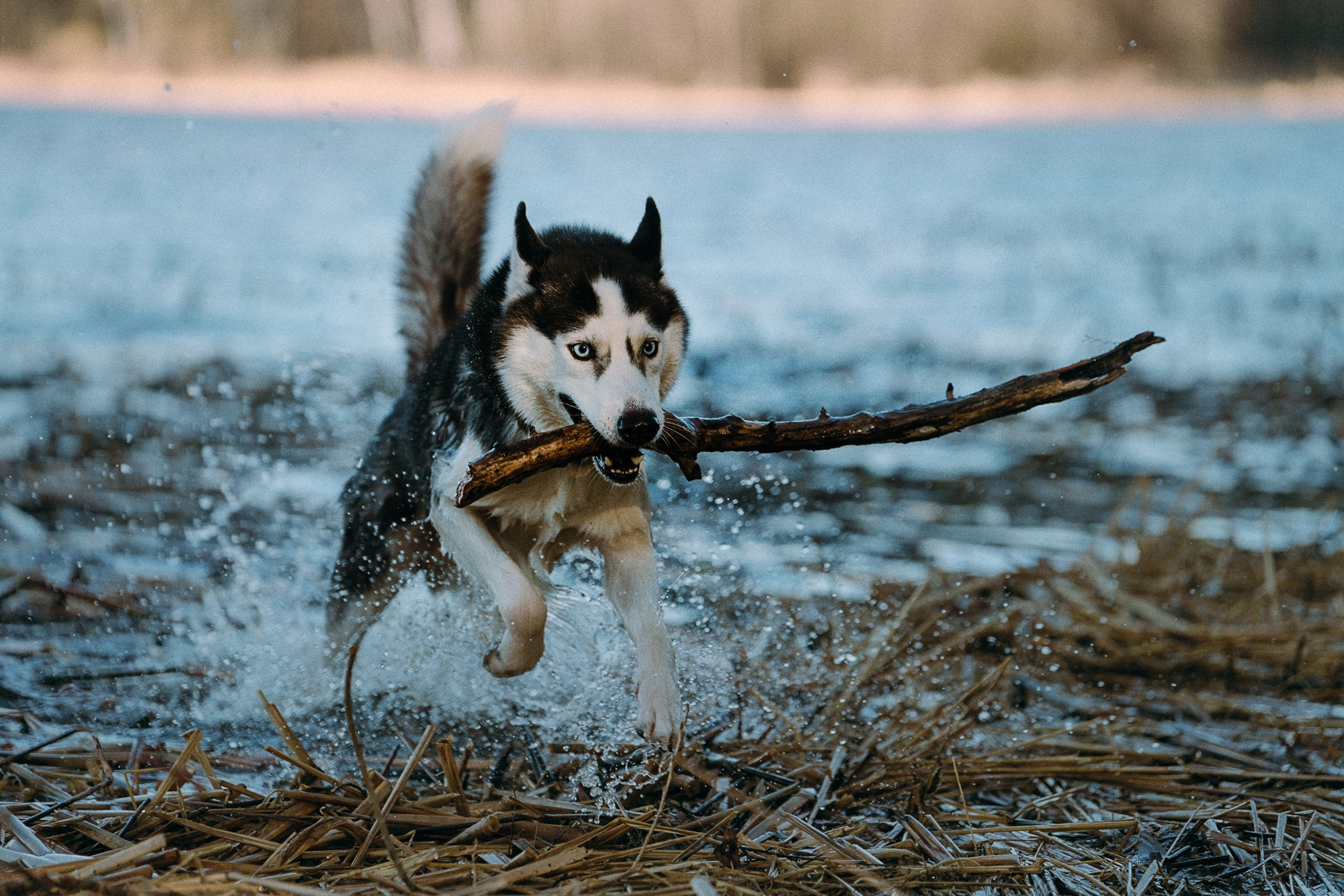Наташа и Сириус. Фотограф анималист в Москве и Санкт-Петербурге Свиридова Анна