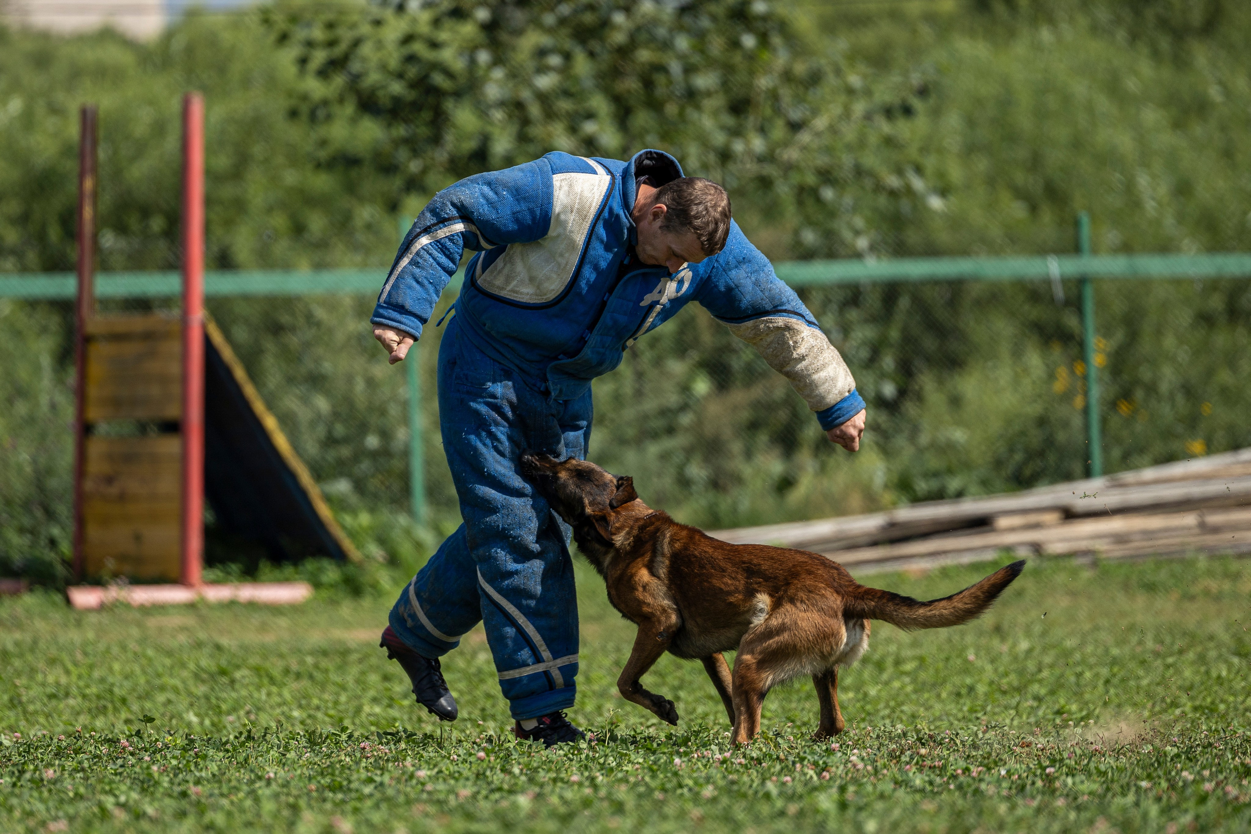 Соревнования по Мондьорингу г. Вологда 10-11.08.2024. Фотограф-анималист Анна Маринич