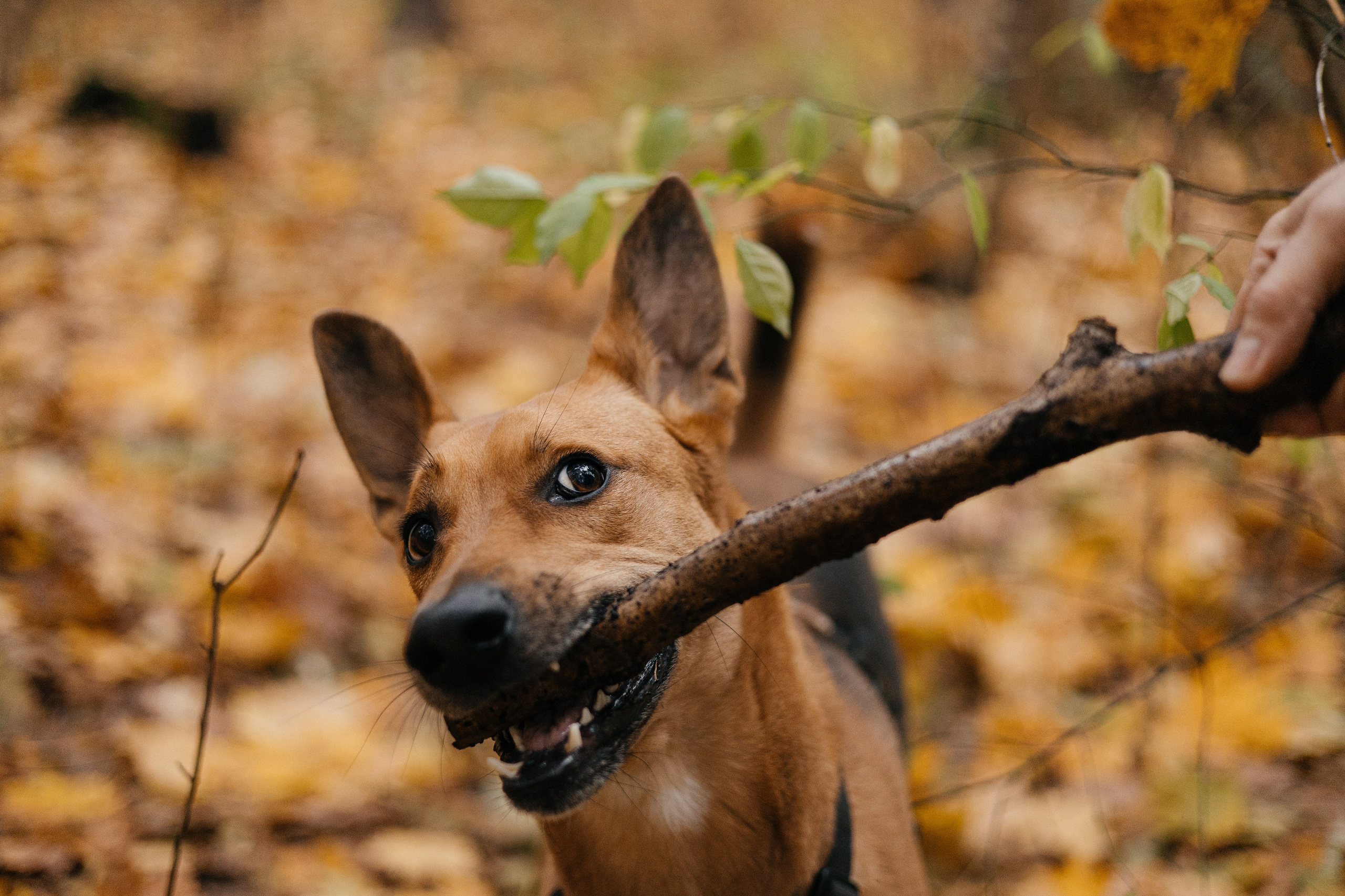 Нелли, Лёша, Рэй и Норд. Фотограф Анна Луценко Москва