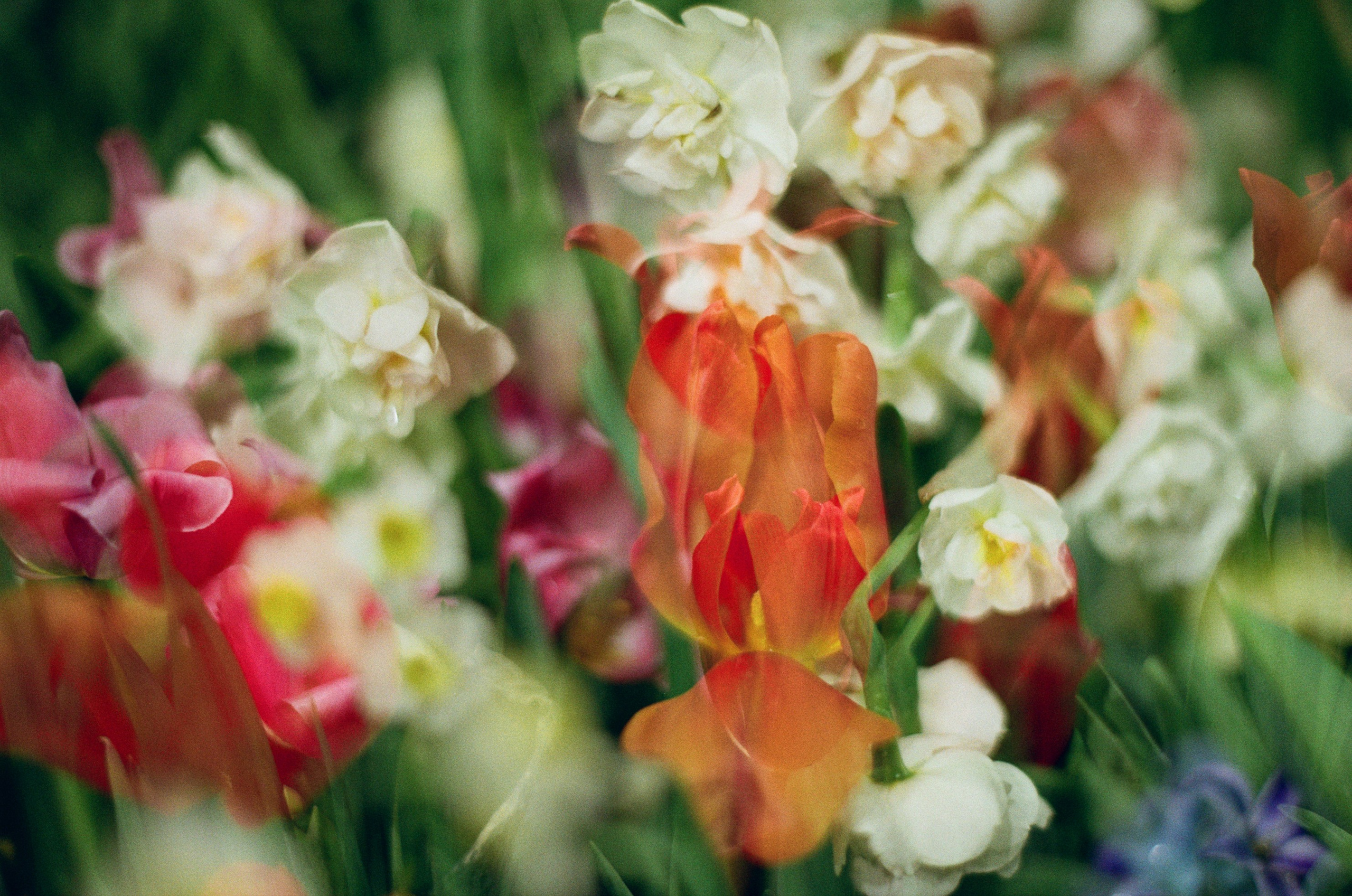 If i get high IV. EVER EXPOSED