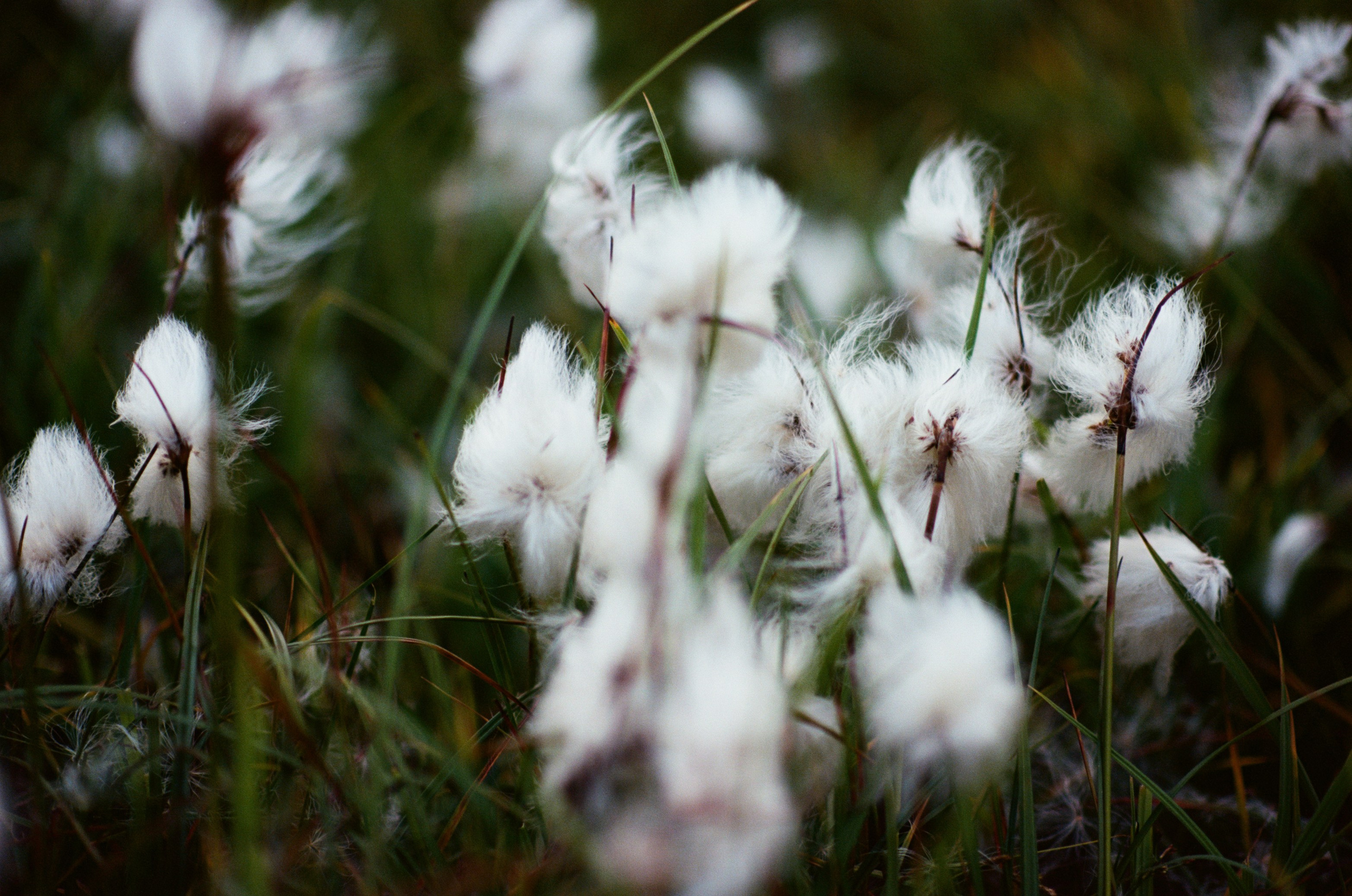 Human // iceland, landmannalaugar. EVER EXPOSED