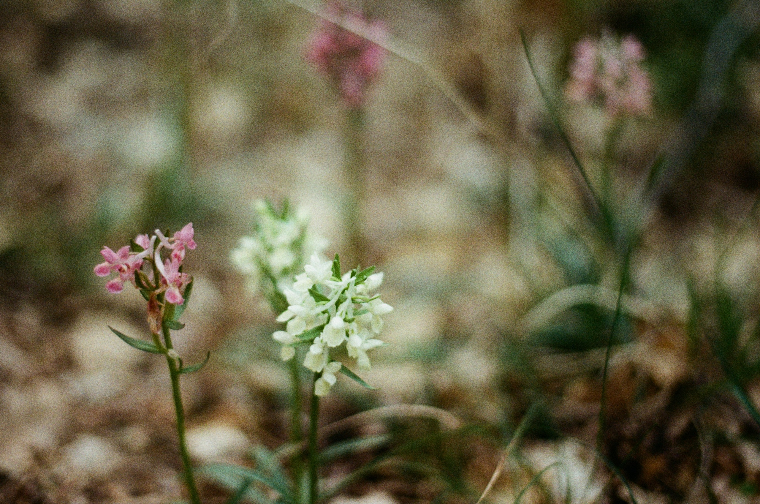 Silver strings // ukraine, crimea II. EVER EXPOSED
