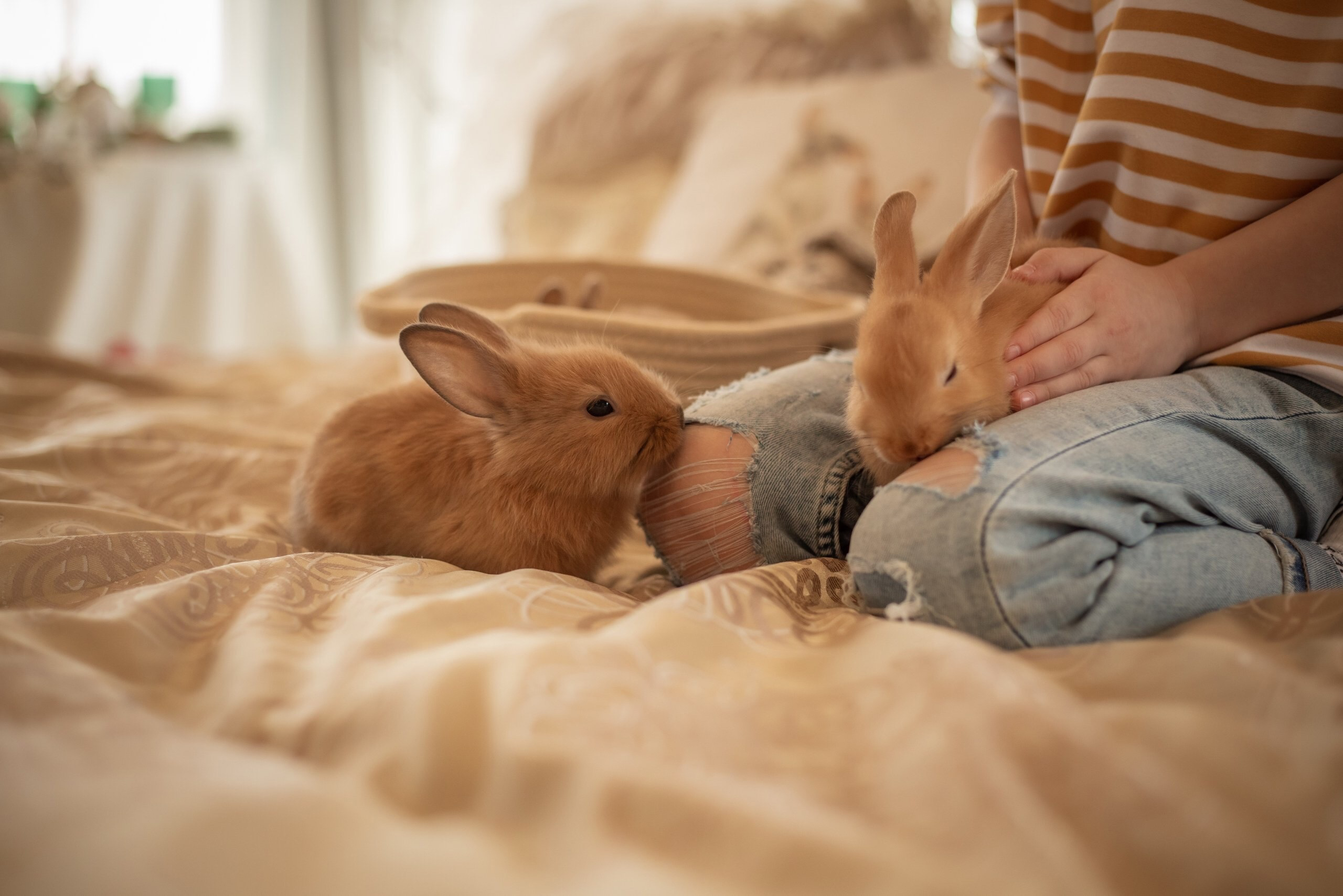 Фотосессия с кроликами. Фотограф Ольга Бобб Нижний Новгород